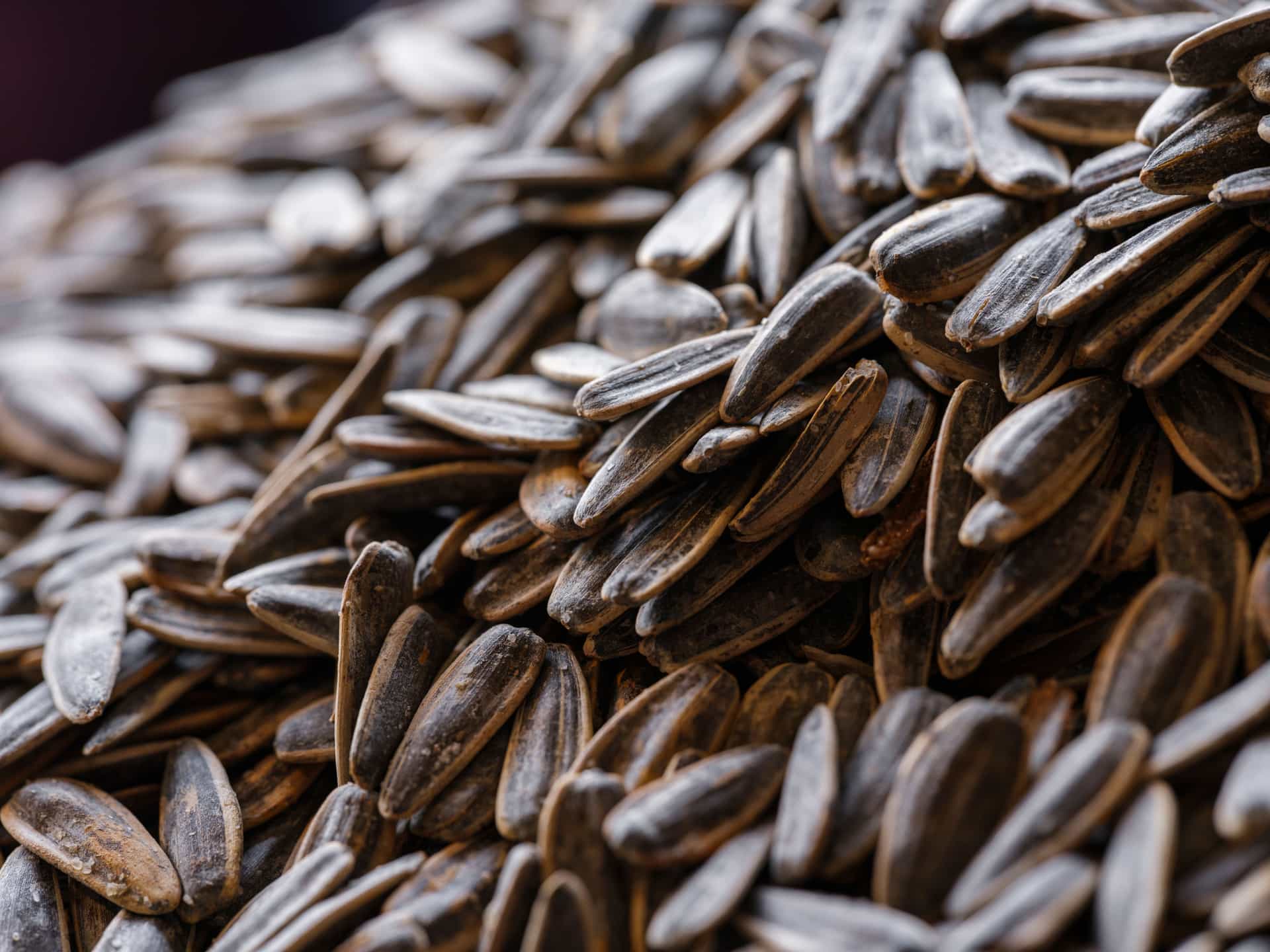 A scoop of sunflower seeds photographed close up.