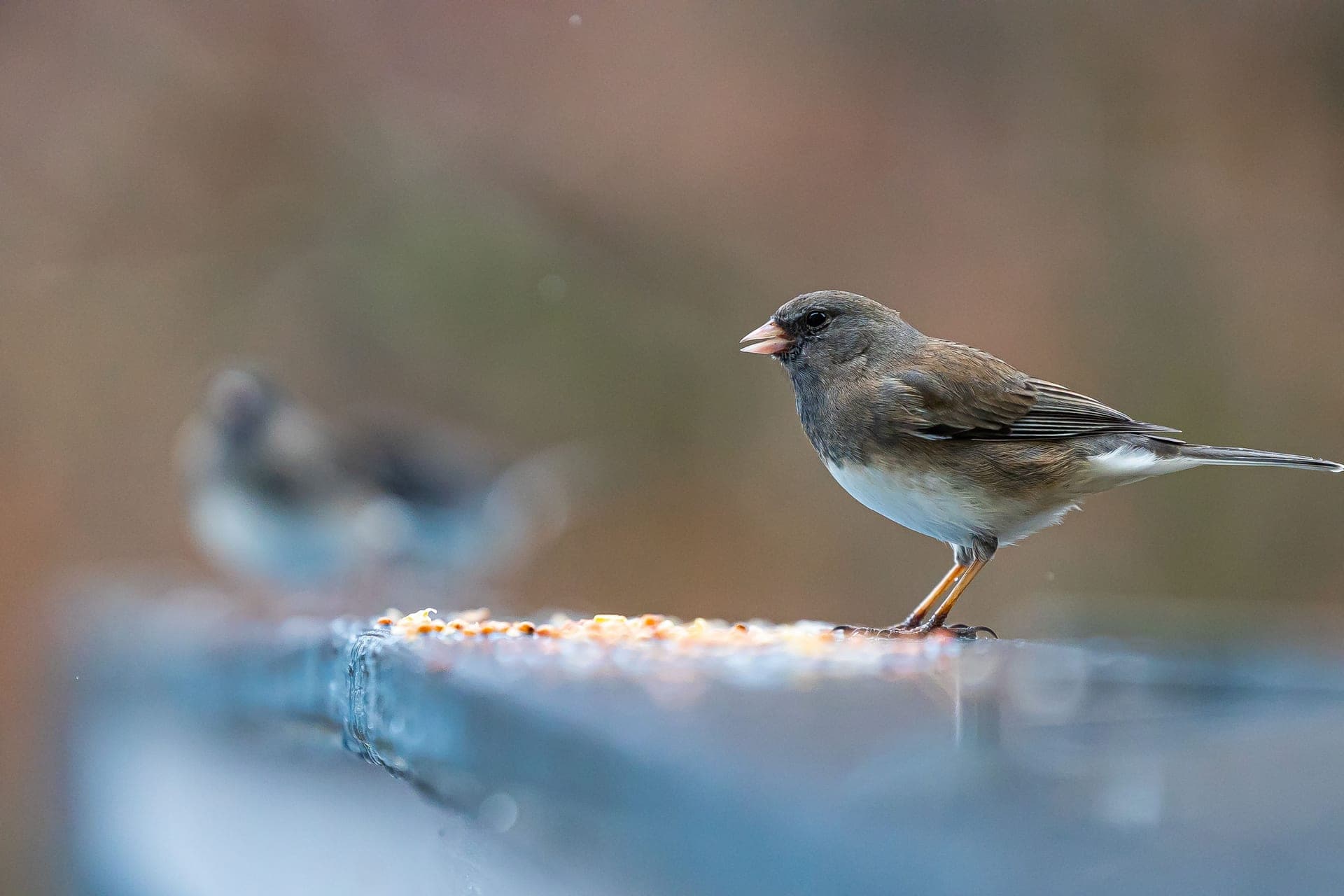 A small bird photographed close up at a feeder, filling the frame.