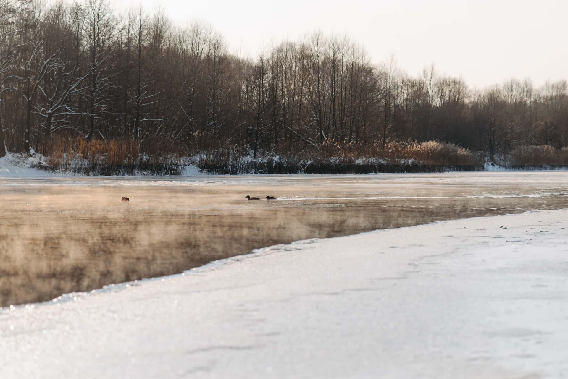 A small bird drinking from open water on a frozen morning, frost on the ground behind it.
