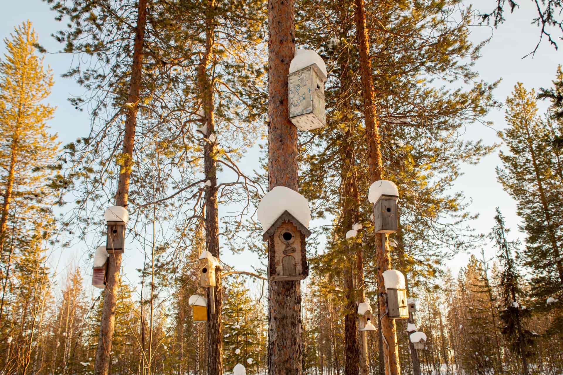 A wooden nest box fixed to a tree trunk with snow on its roof.