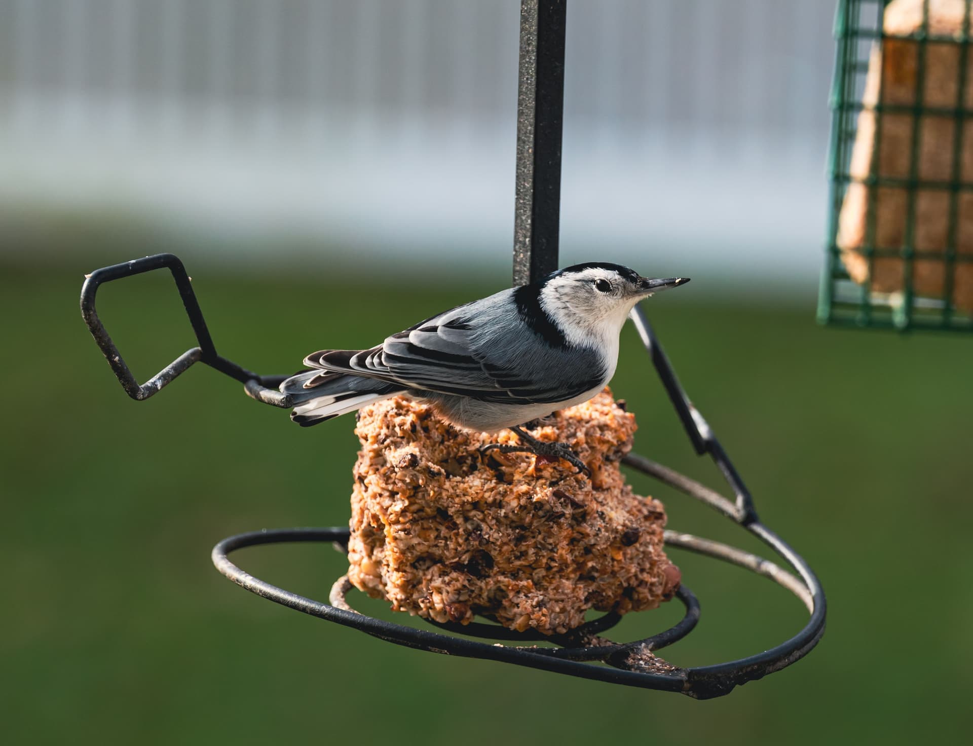 A block of suet packed with seed sitting in a wire cage feeder, close up.