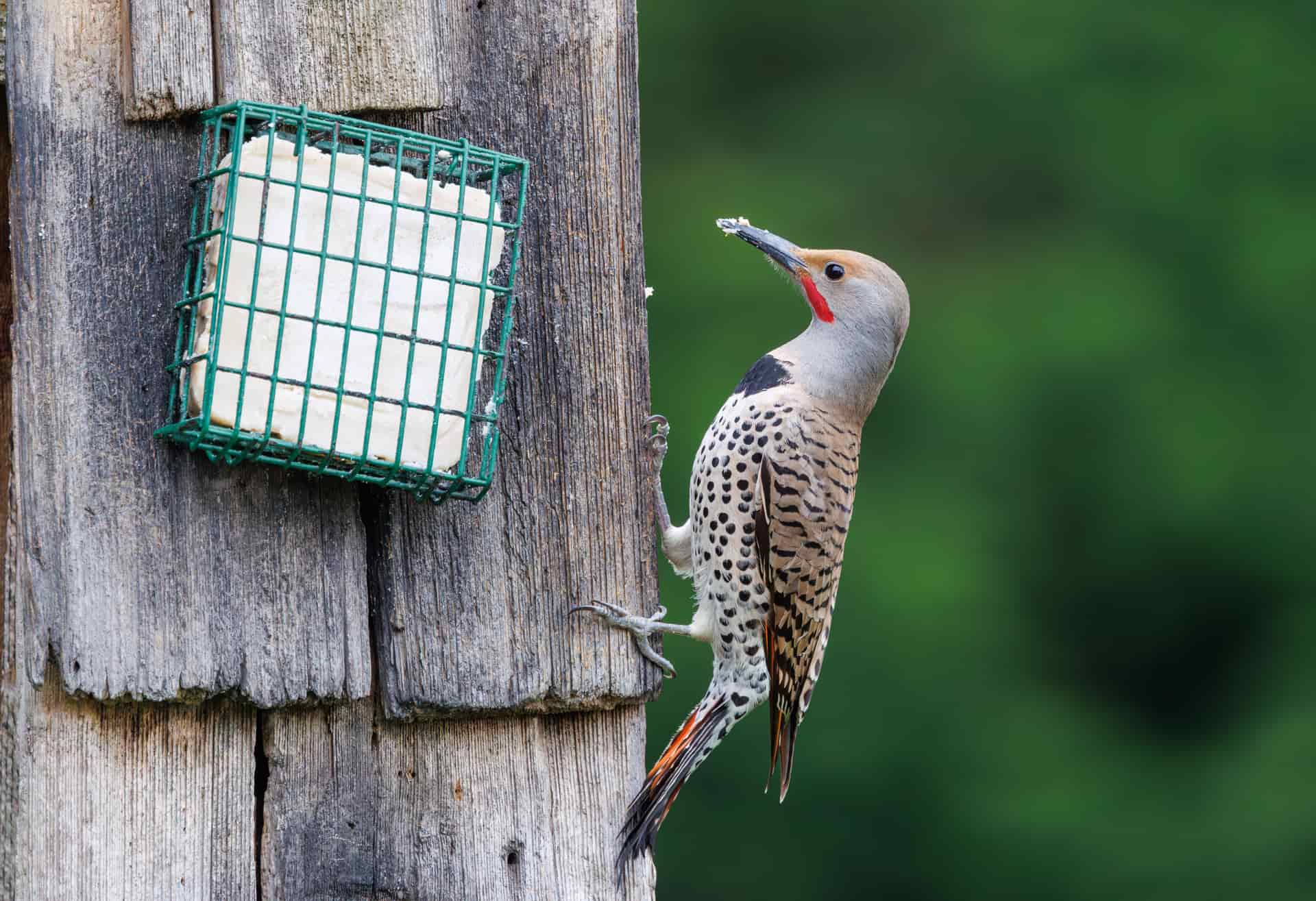 A wire cage suet feeder hanging from a bare branch against a gray winter sky.