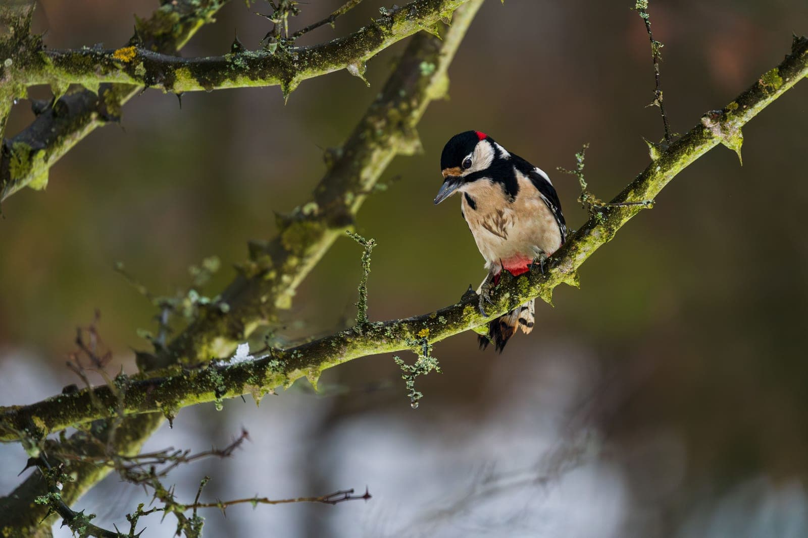 A downy woodpecker feeding at a suet cake in winter.