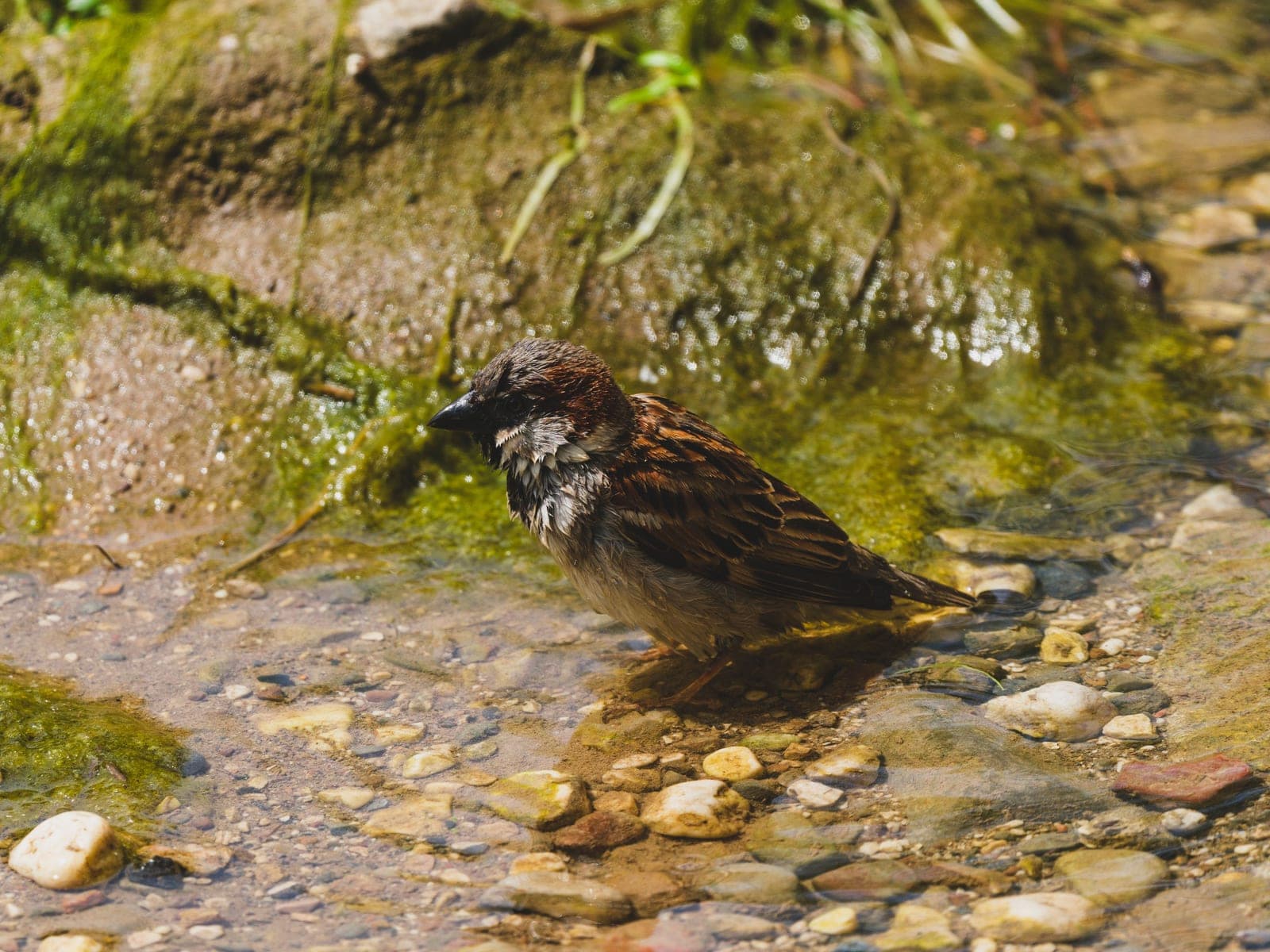 A shallow stone bird bath with pebbles in the basin.