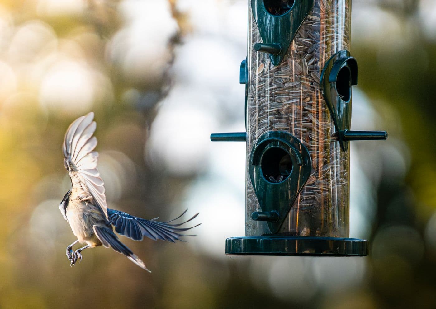 A small bird coming in to land at a seed-filled hanging feeder.