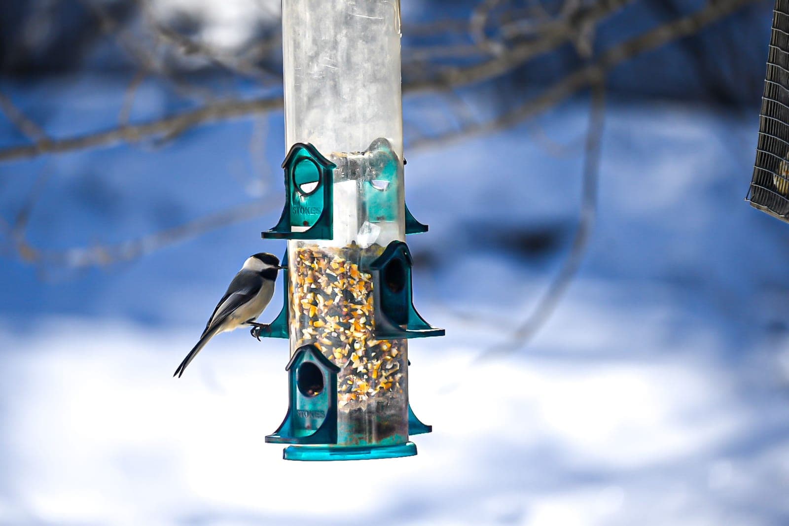 A bird feeder hanging from a metal pole in a snow-covered yard.