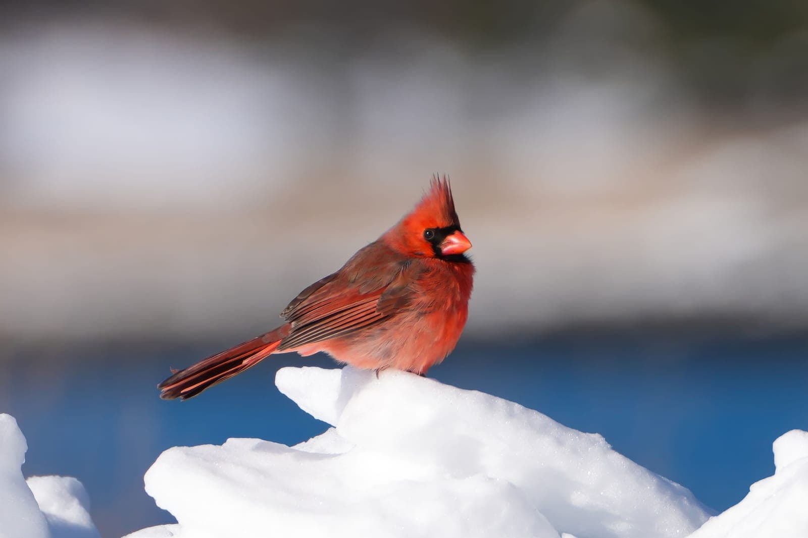 A male northern cardinal perched on a snow-covered branch.