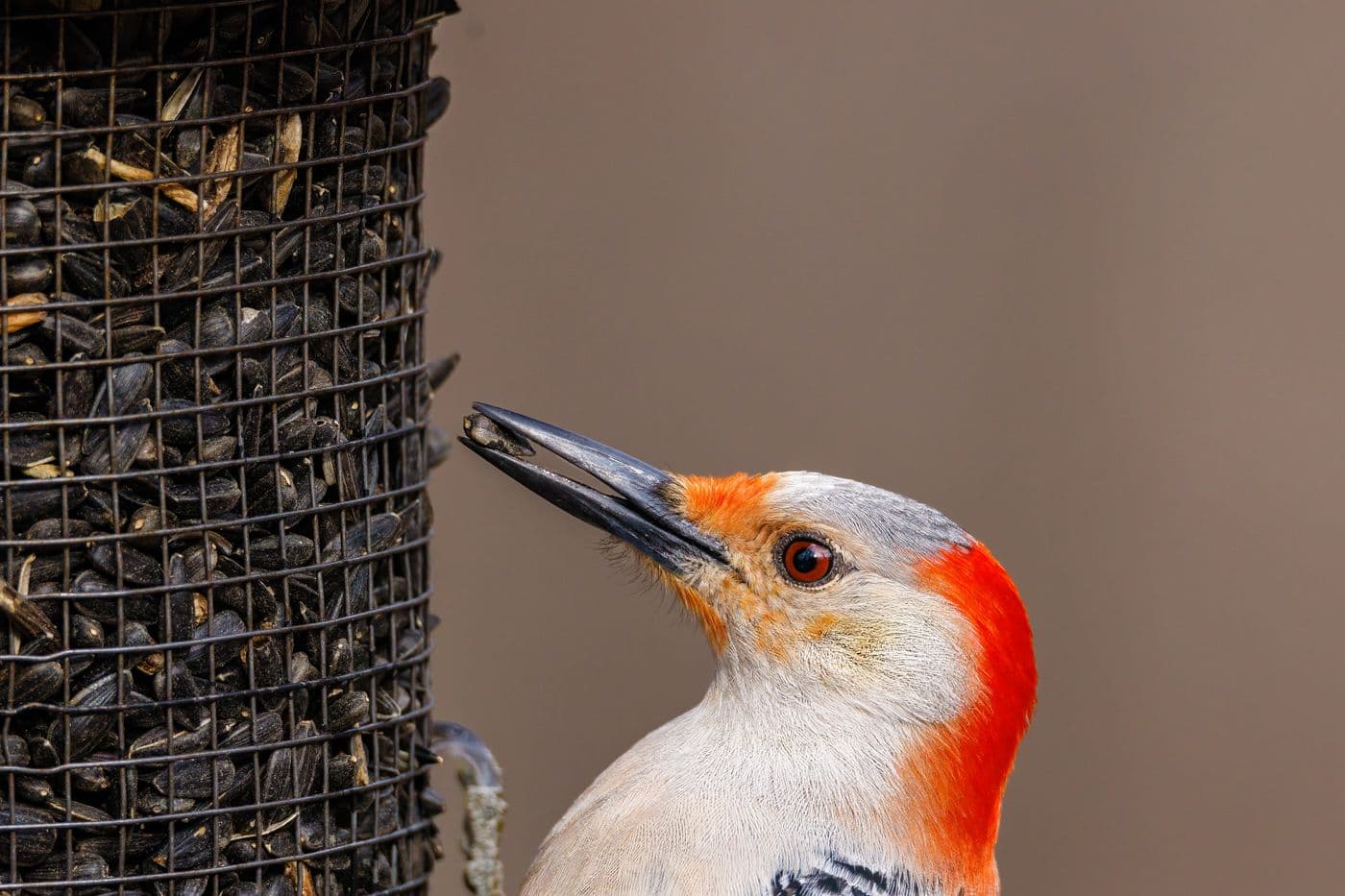 A red-bellied woodpecker taking sunflower seed from a feeder.