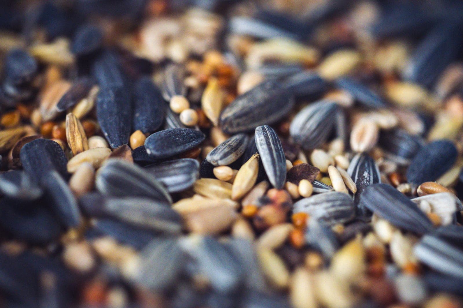 A close-up of mixed bird seed, mostly black oil sunflower.