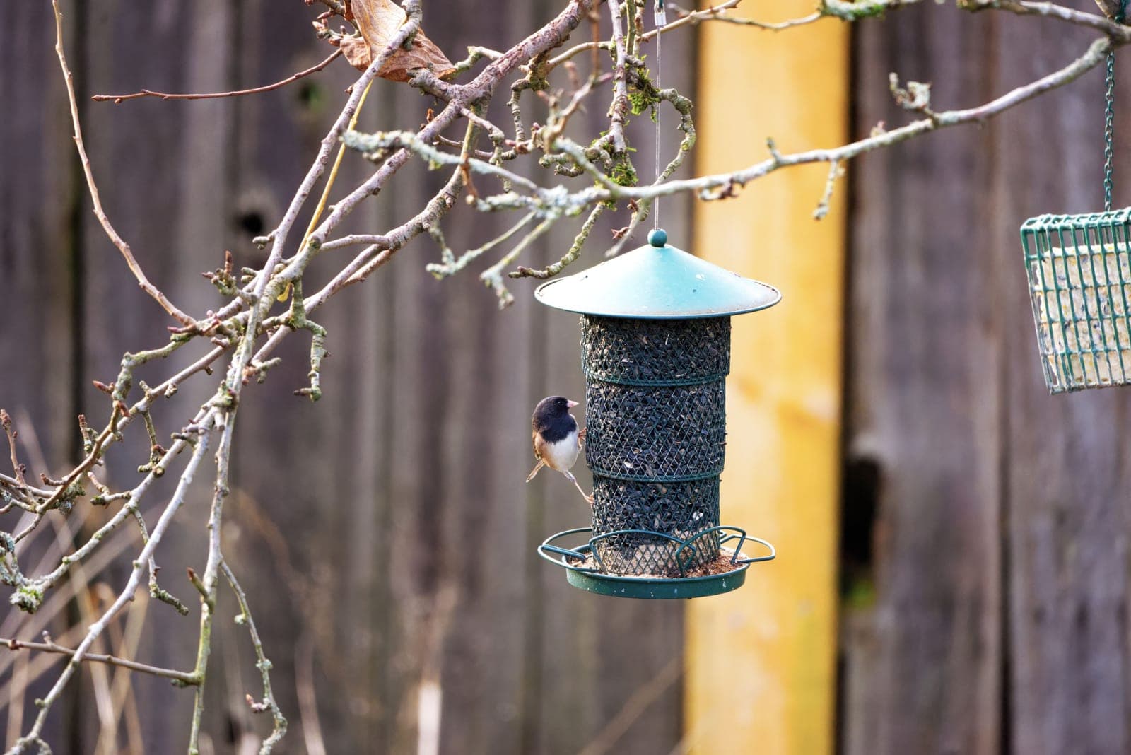 A dark-eyed junco clinging to a seed feeder beside a suet cage in a bare winter garden.