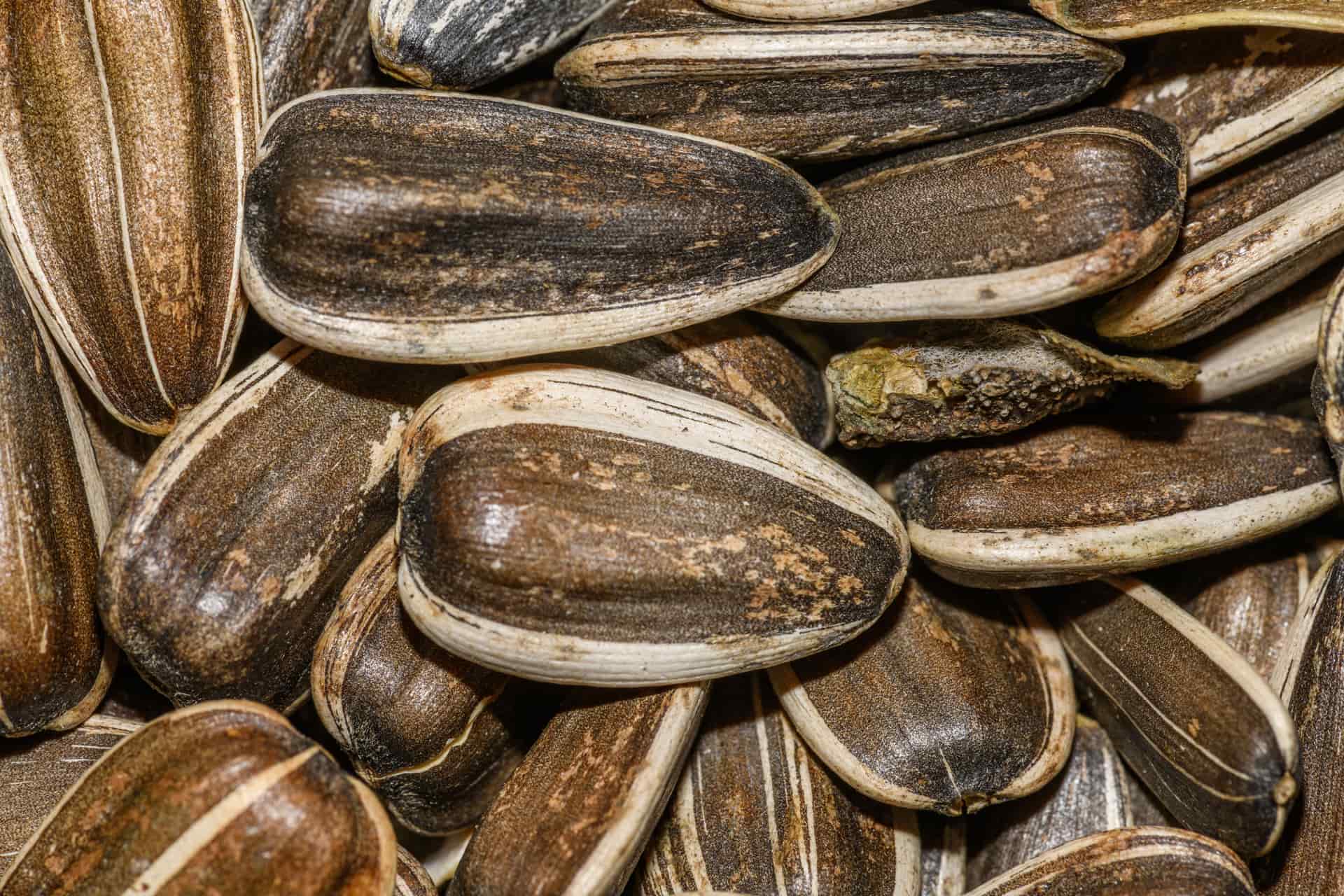 Sunflower seeds photographed close up, filling the frame.