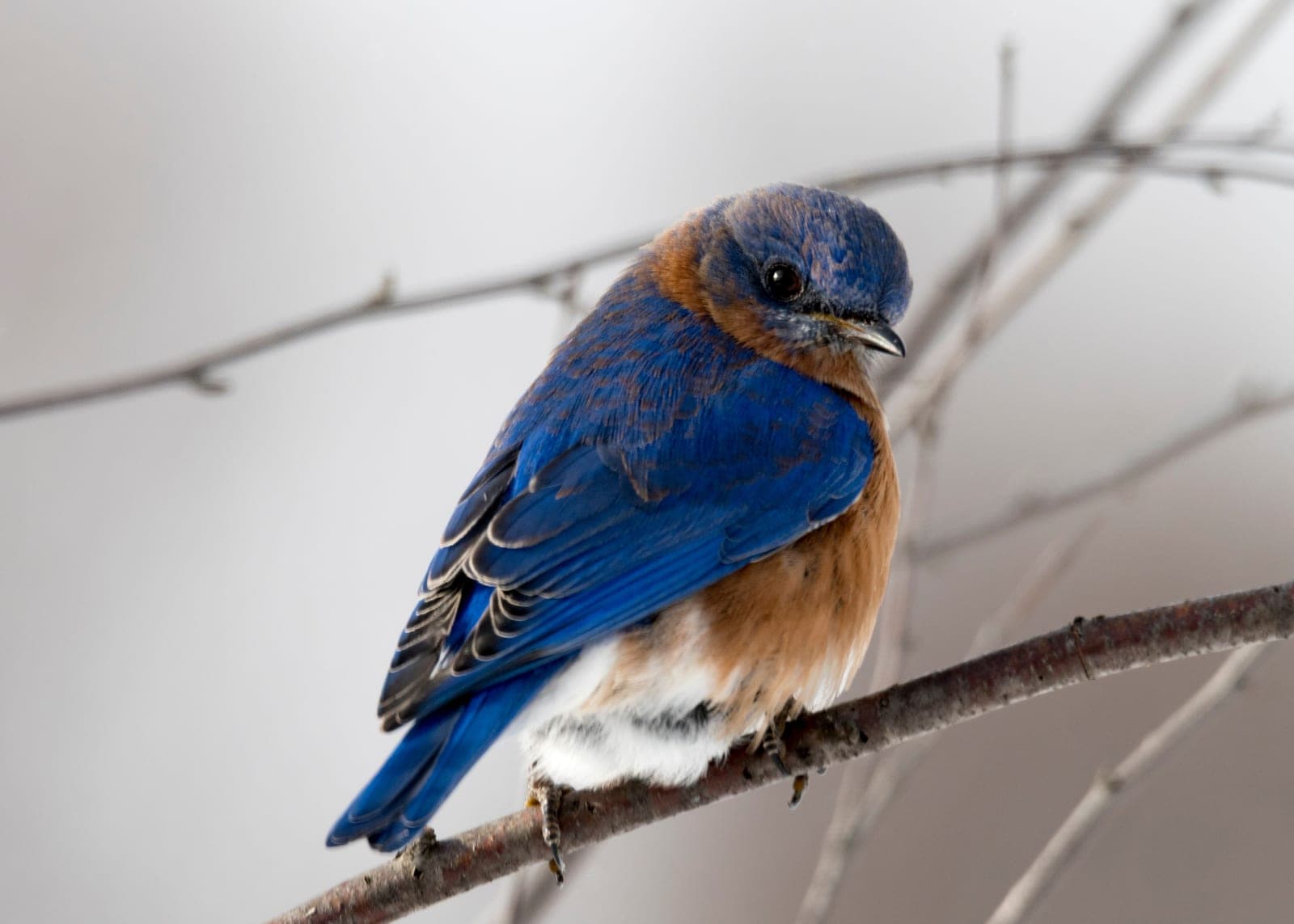 A male eastern bluebird perched on a bare branch in winter.