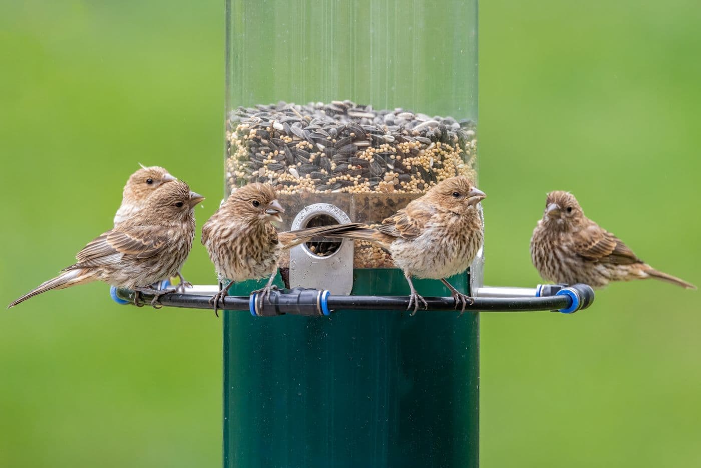 Four sparrows crowded onto a single seed feeder.