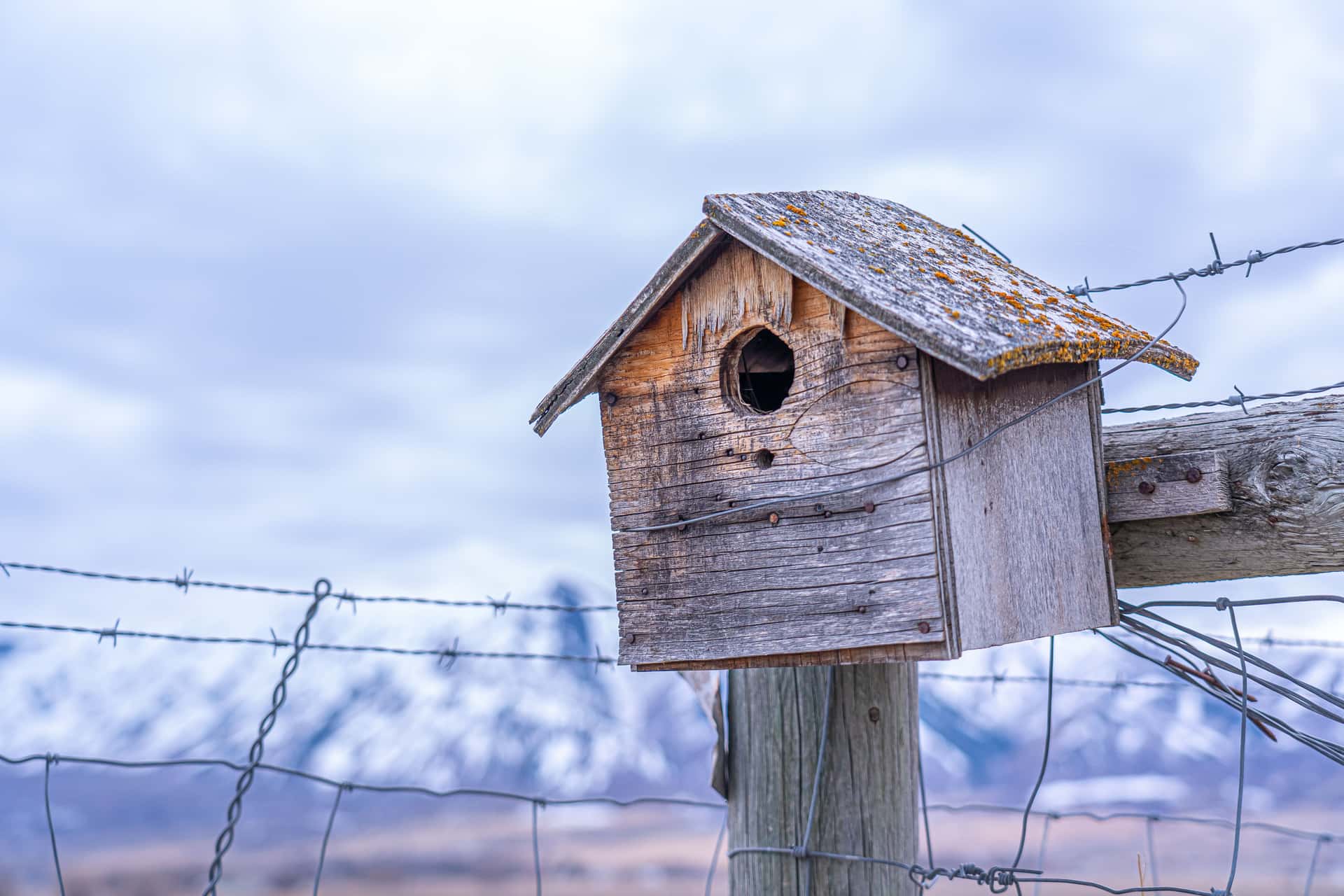 A weathered wooden bird house on a post in bare winter light.