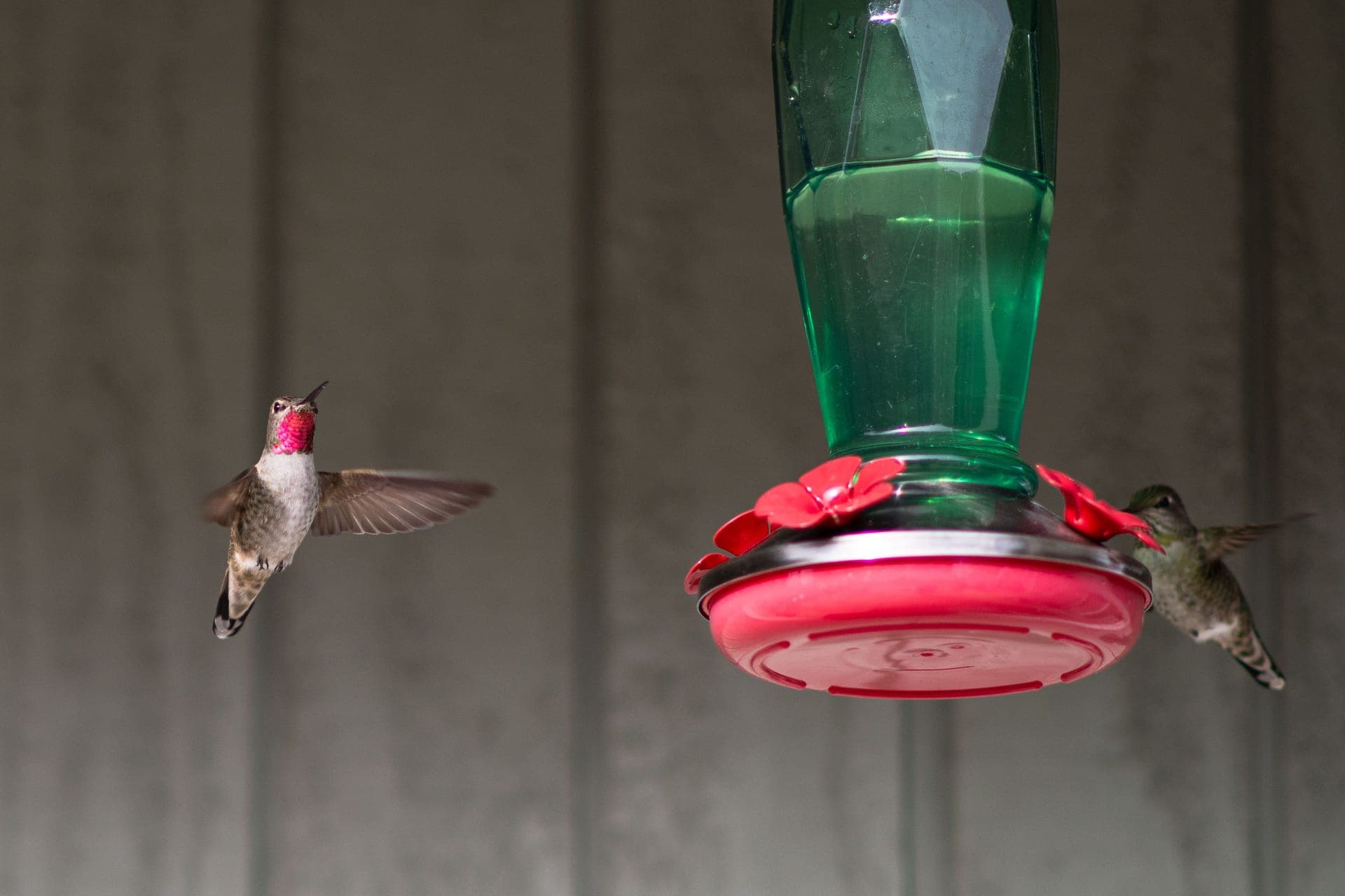 A hummingbird hovering at the port of a nectar feeder.