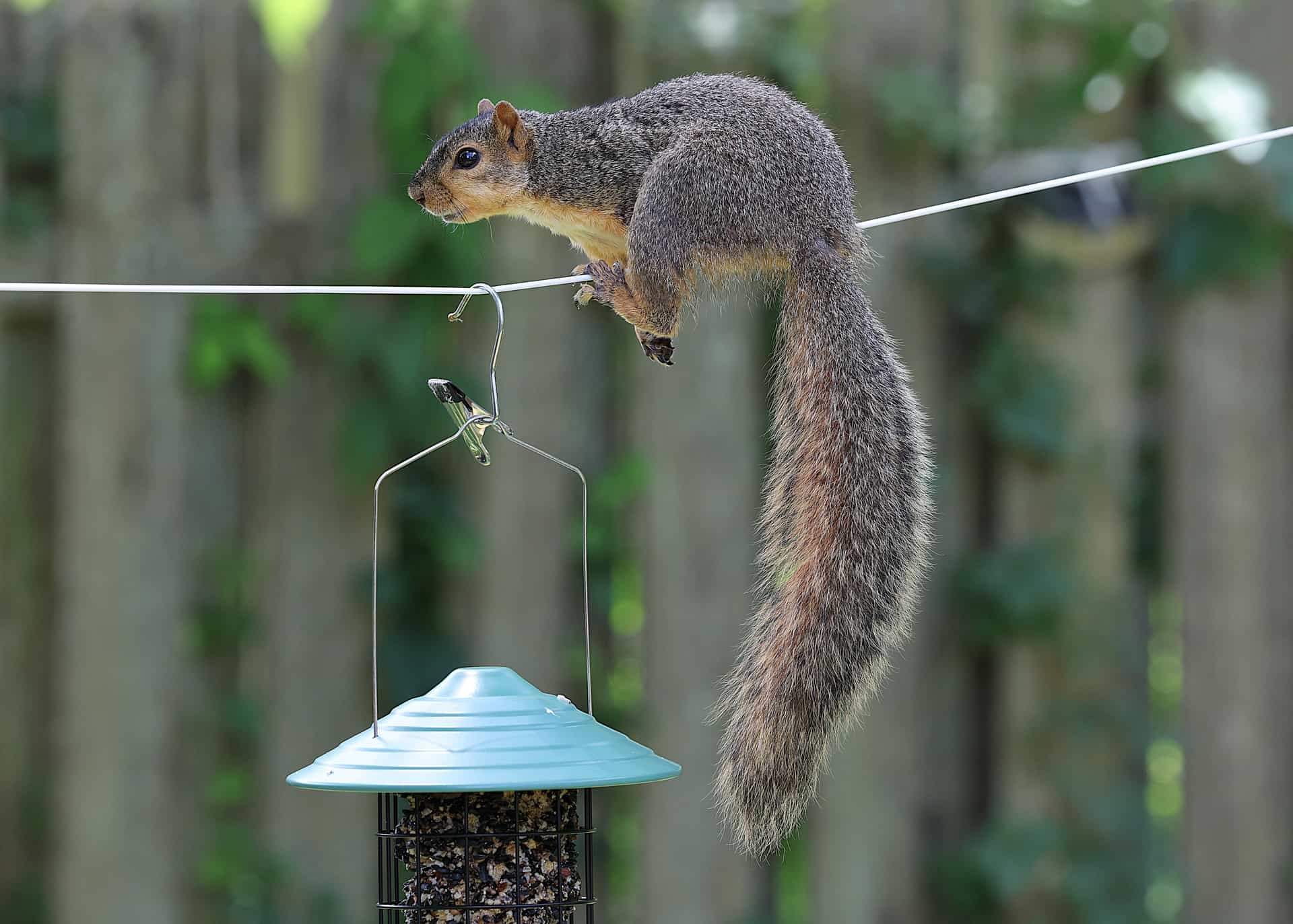 A gray squirrel hanging from a garden bird feeder in bare winter branches.