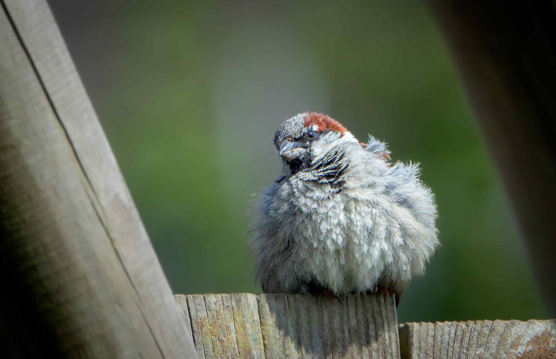A small bird fluffed into a ball on a bare branch in freezing weather.