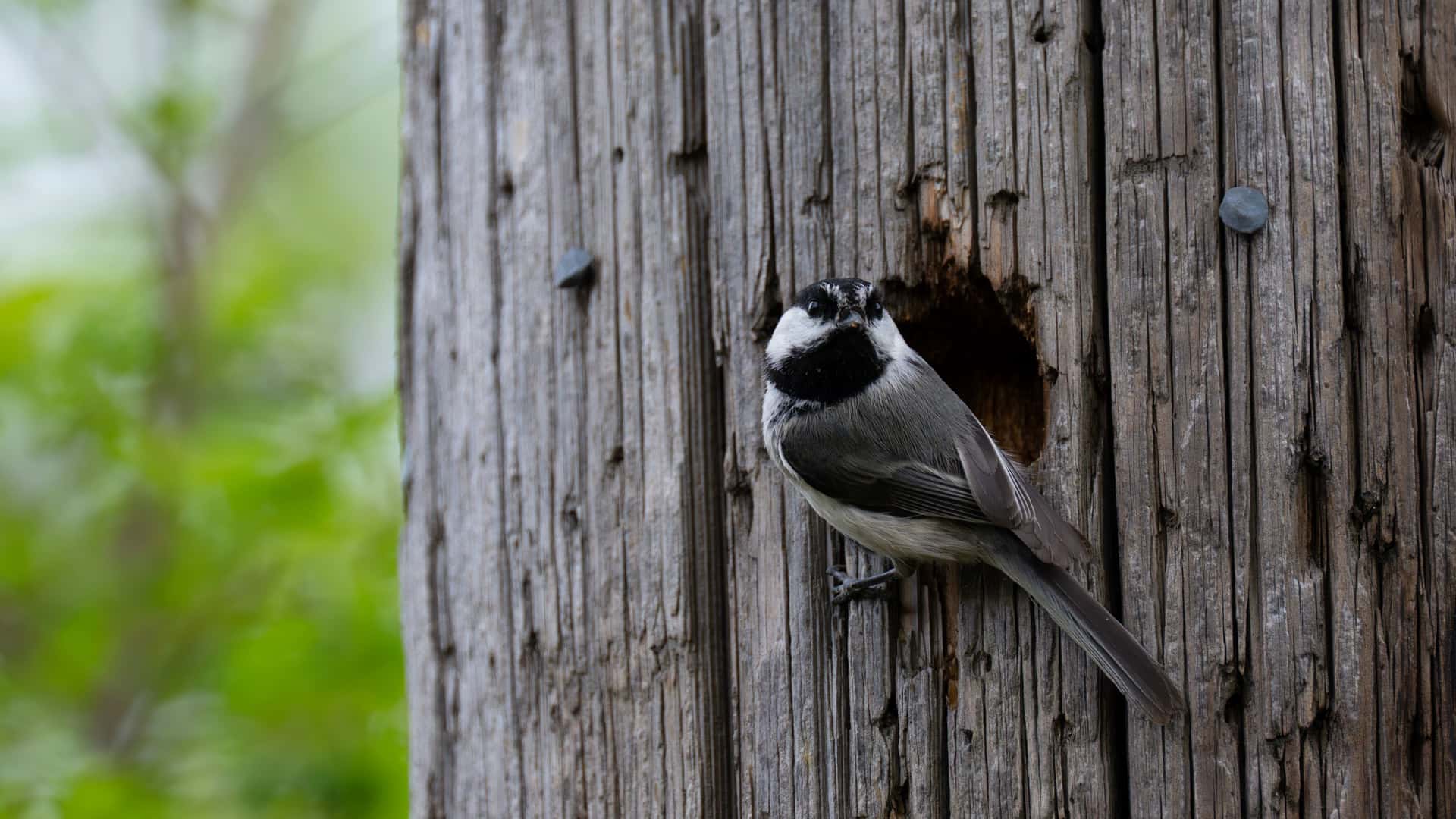 The entrance hole of a weathered wooden bird box, seen close up.