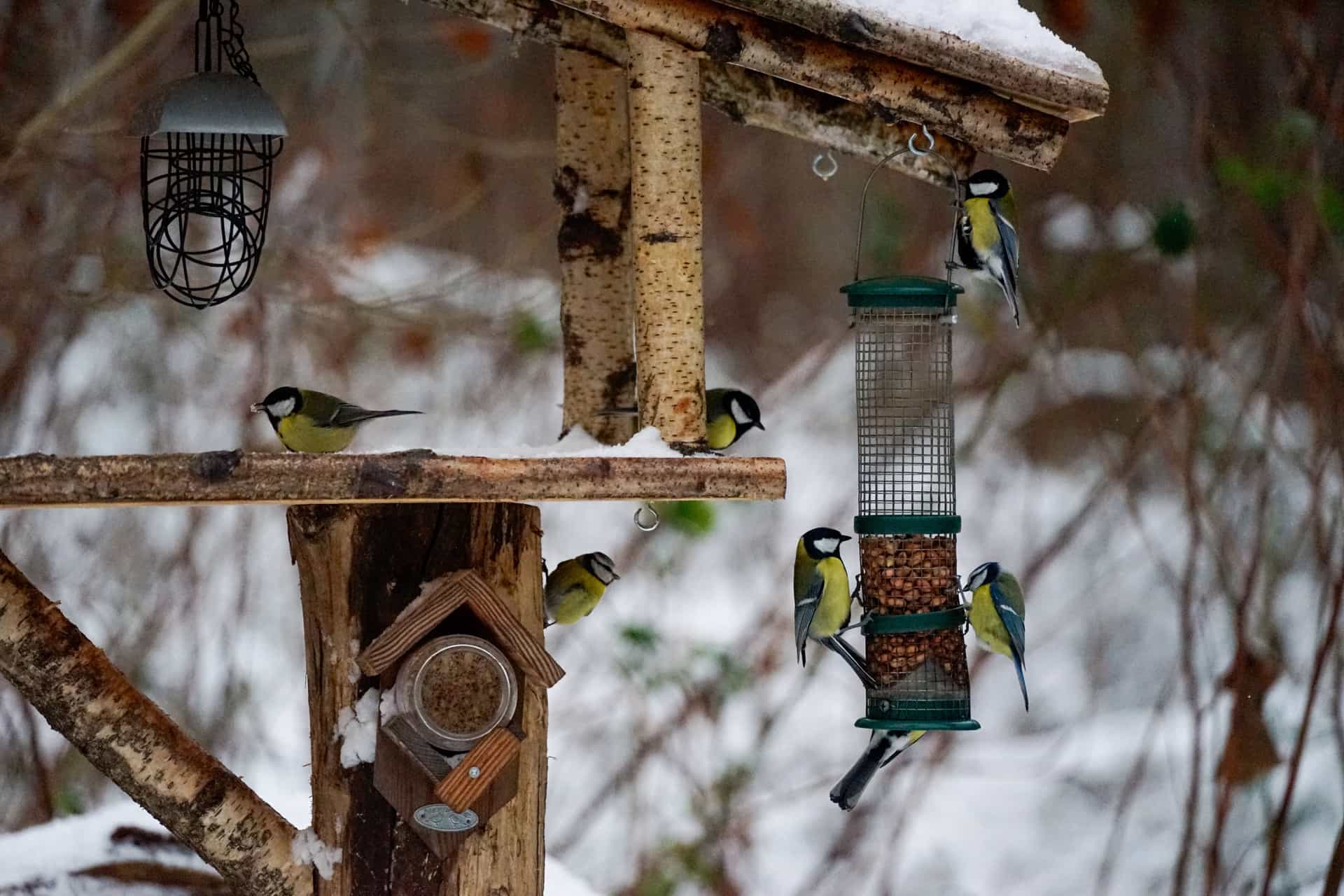 Birds at a garden feeder in falling snow, seen from a distance.
