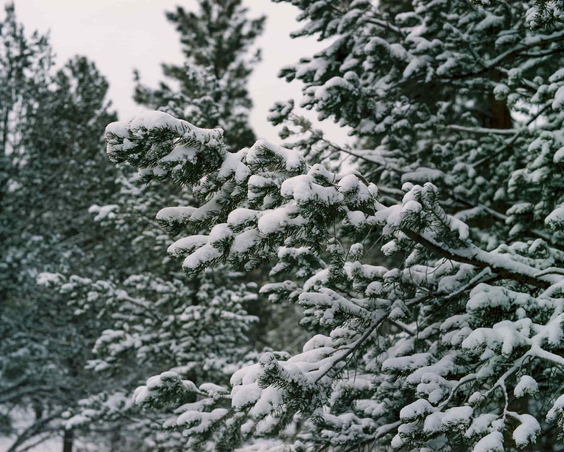 Dense evergreen branches loaded with snow, forming a sheltered space beneath.