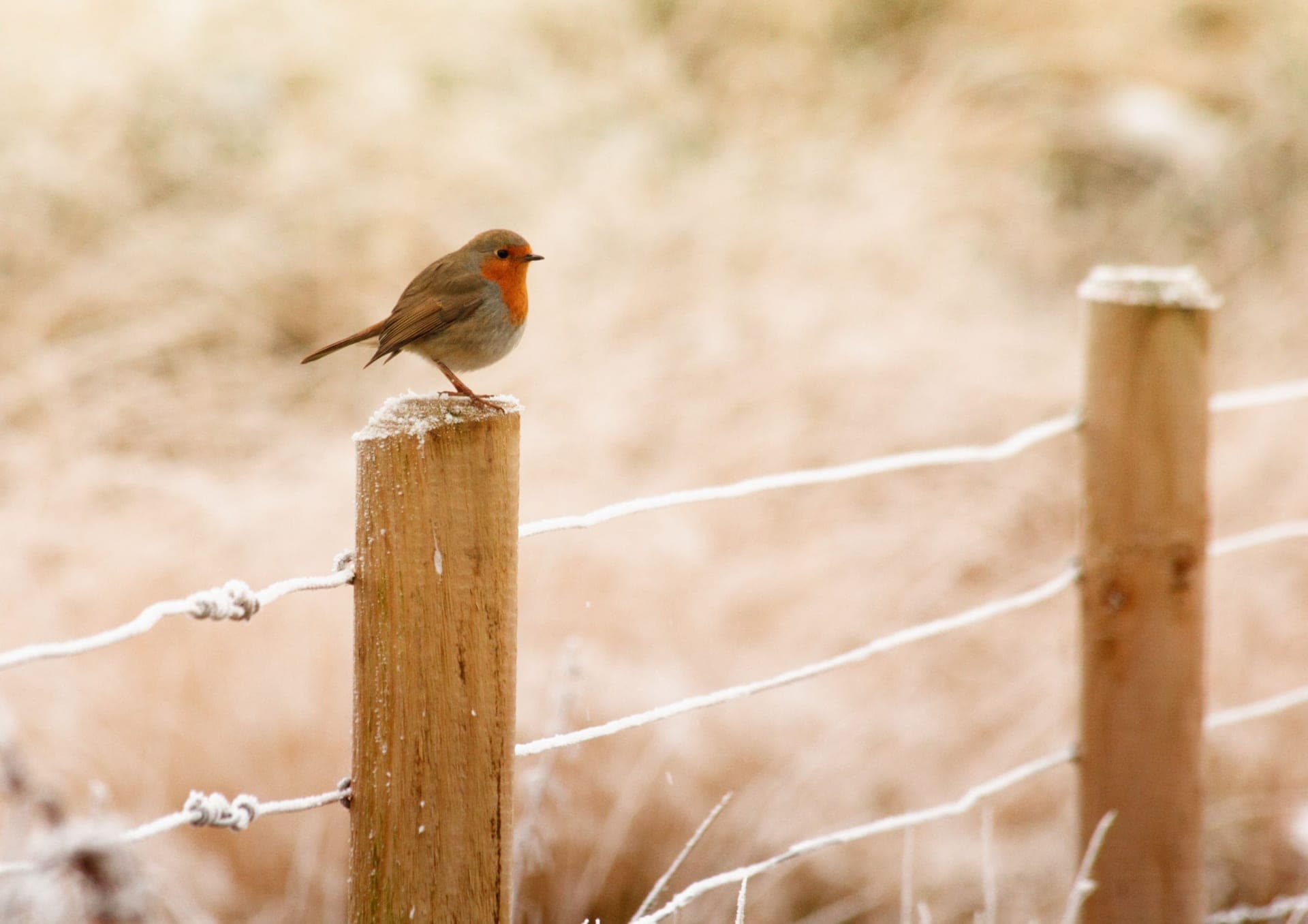 A small bird perched on a snow-topped fence post in a bare winter yard.