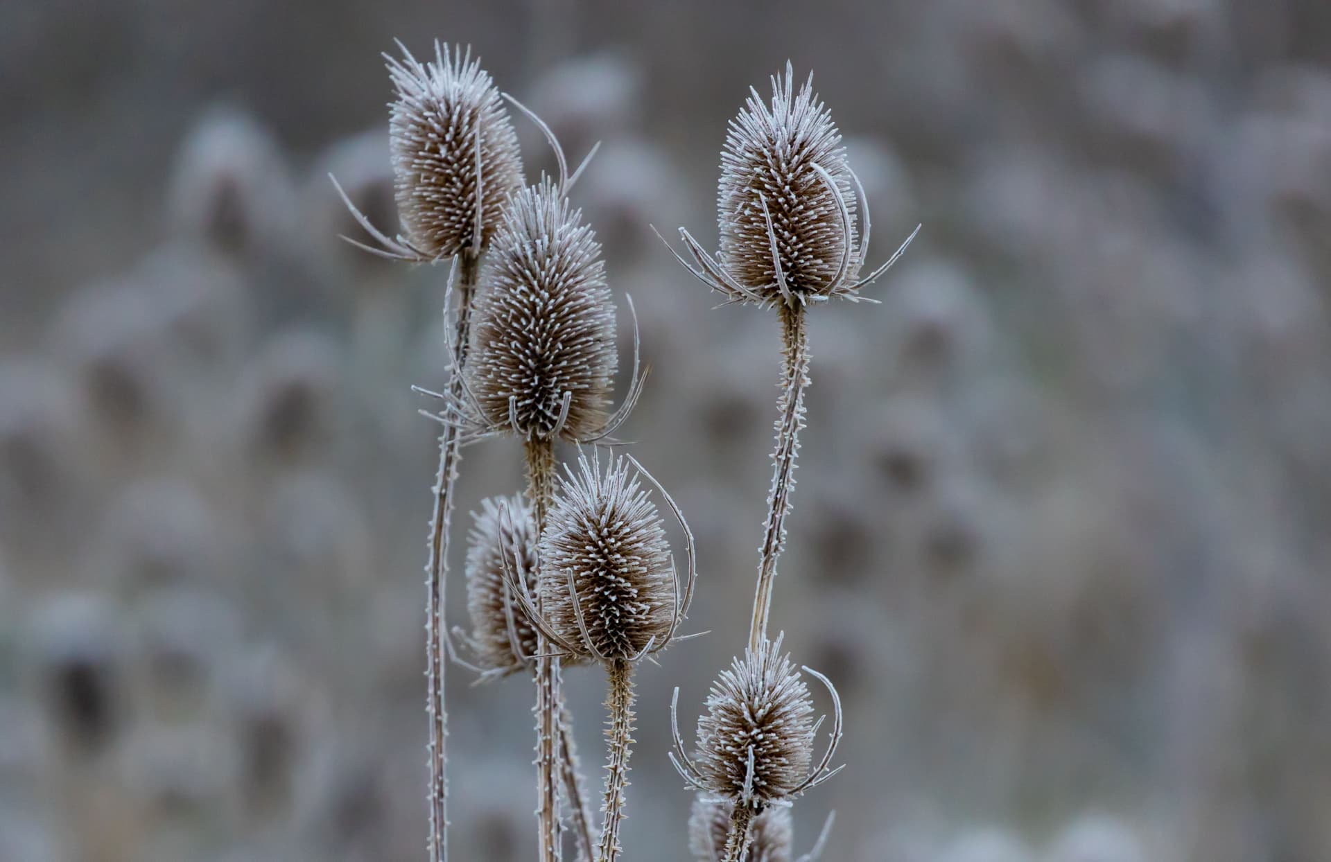 Frost-covered seedheads standing in a winter border.