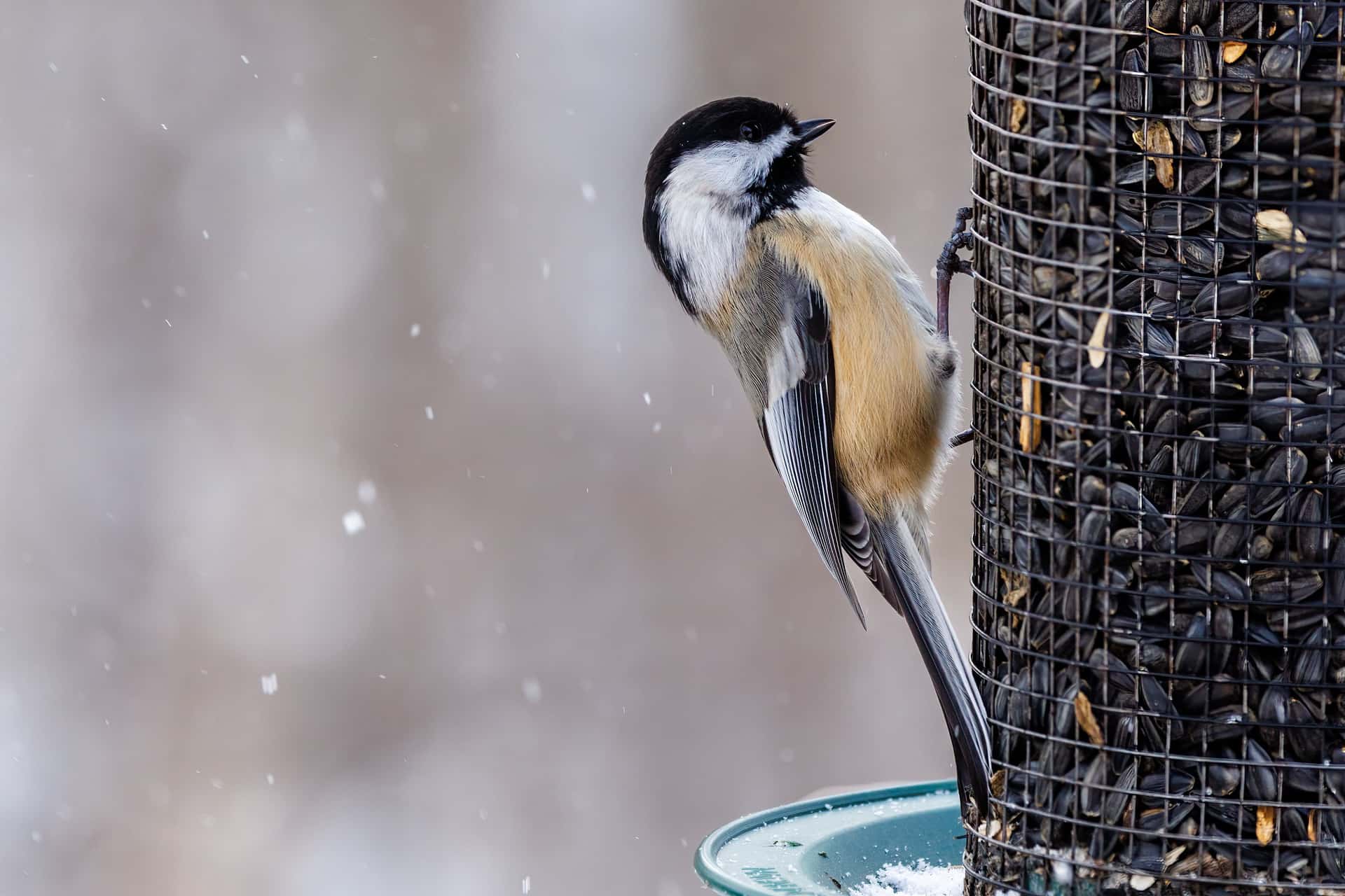 A small bird gripping a block of fat and seed, feeding in flat winter light.
