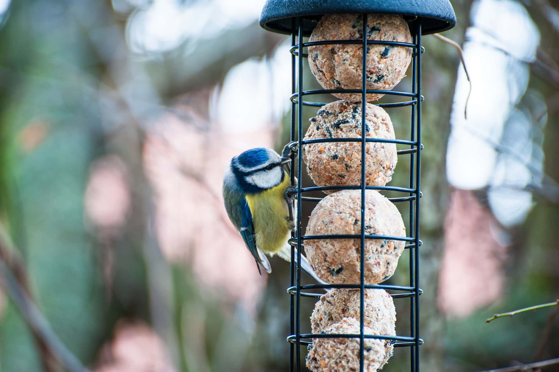 A block of fat and seed wedged into the bark of a tree, birds feeding in winter light.
