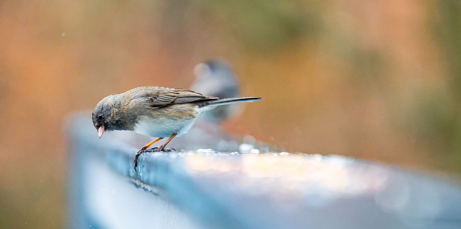A dark-eyed junco leaning over the wet edge of a frosted railing, looking down at the water.