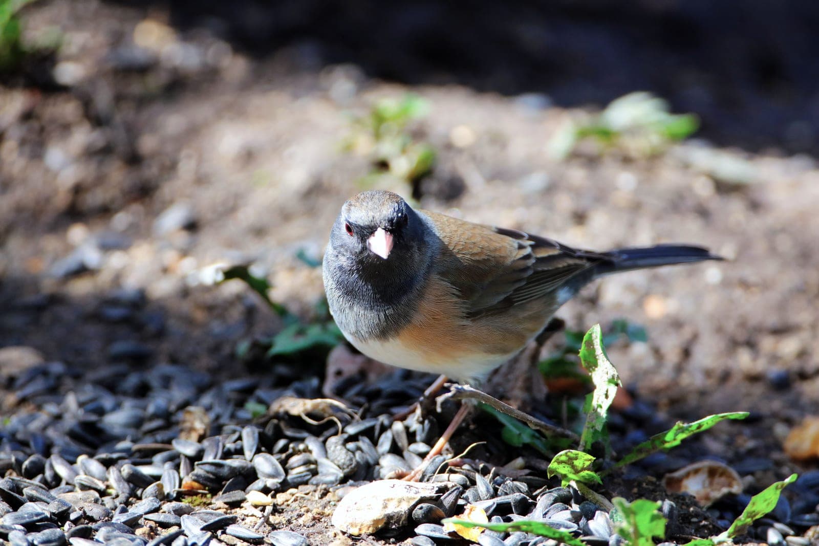 A dark-eyed junco feeding on the ground among spilled sunflower seed.