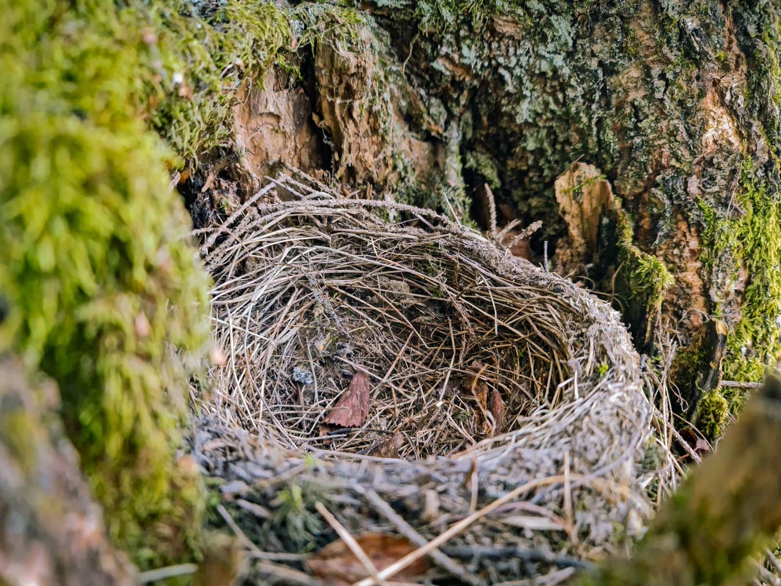 An empty bird nest of dry grass and twigs tucked against mossy bark.