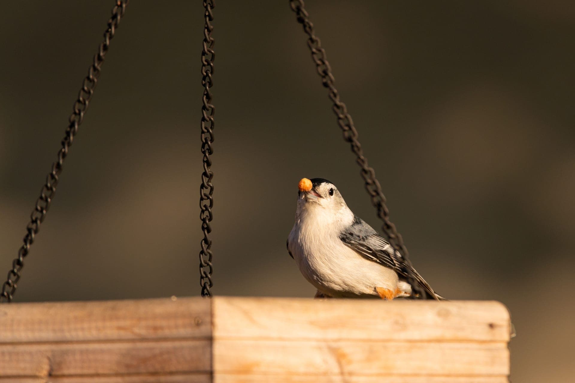 A nuthatch clinging head-down to a feeder in flat winter light.
