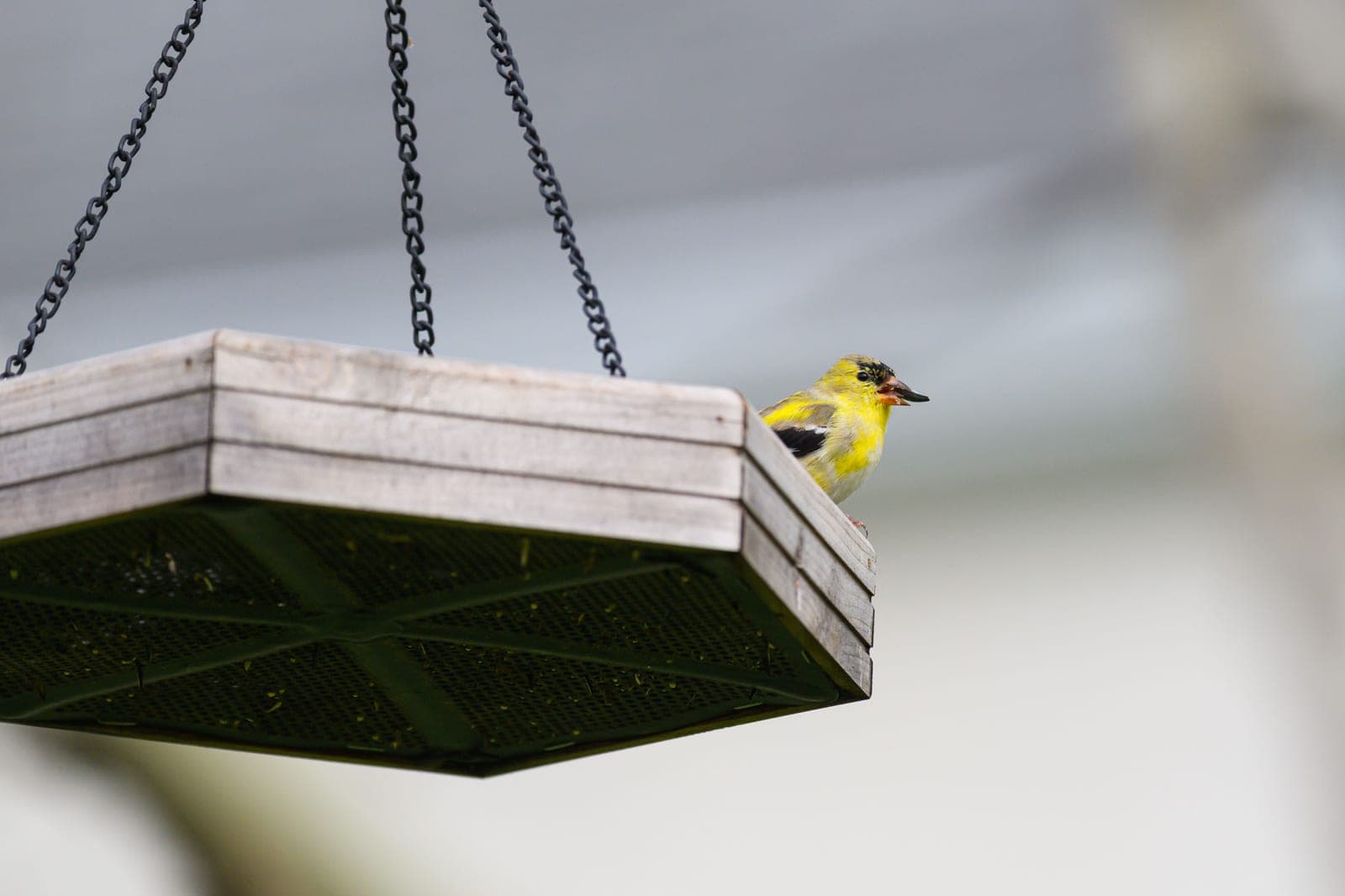 A goldfinch in winter plumage clinging to a hanging tube feeder.