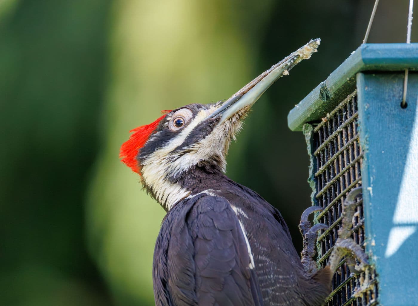A pileated woodpecker clinging to a mesh suet feeder, suet on its bill.