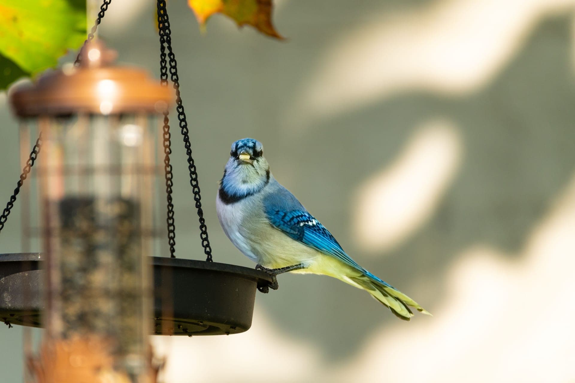 A blue jay perched on the rim of a garden feeder.
