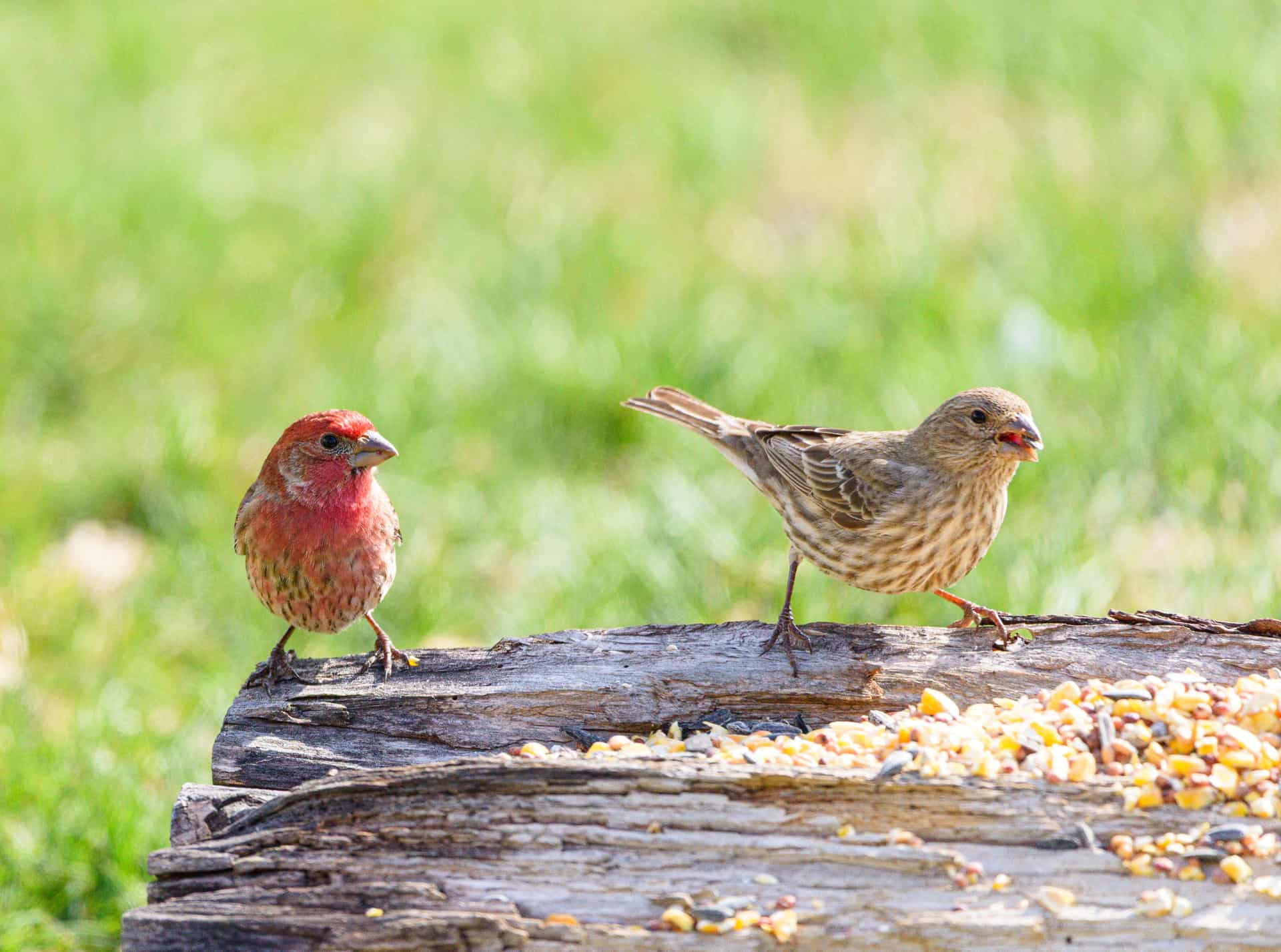 Birds feeding on scattered seed on snowy ground.