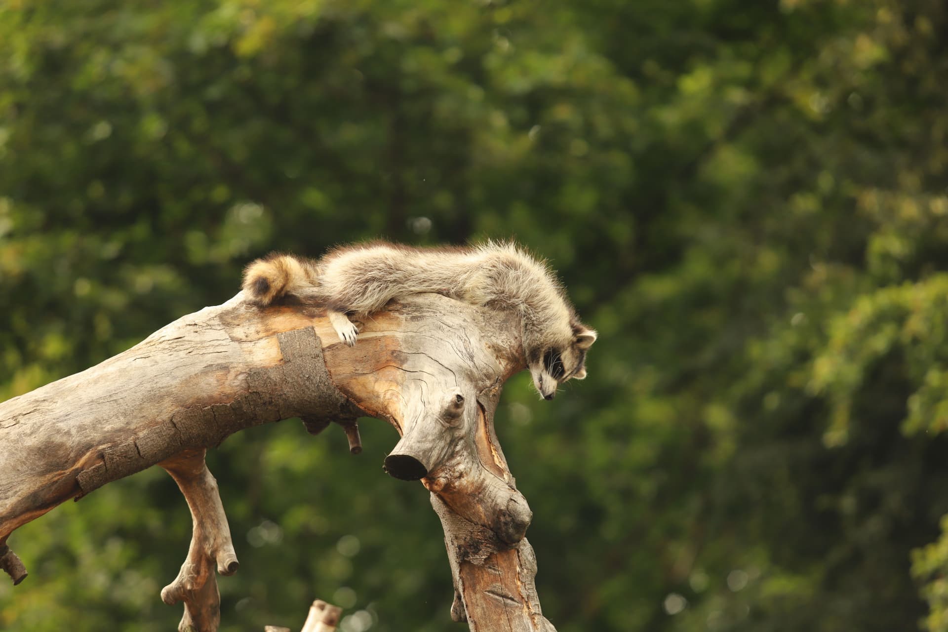 A raccoon gripping the trunk of a tree, seen from below.