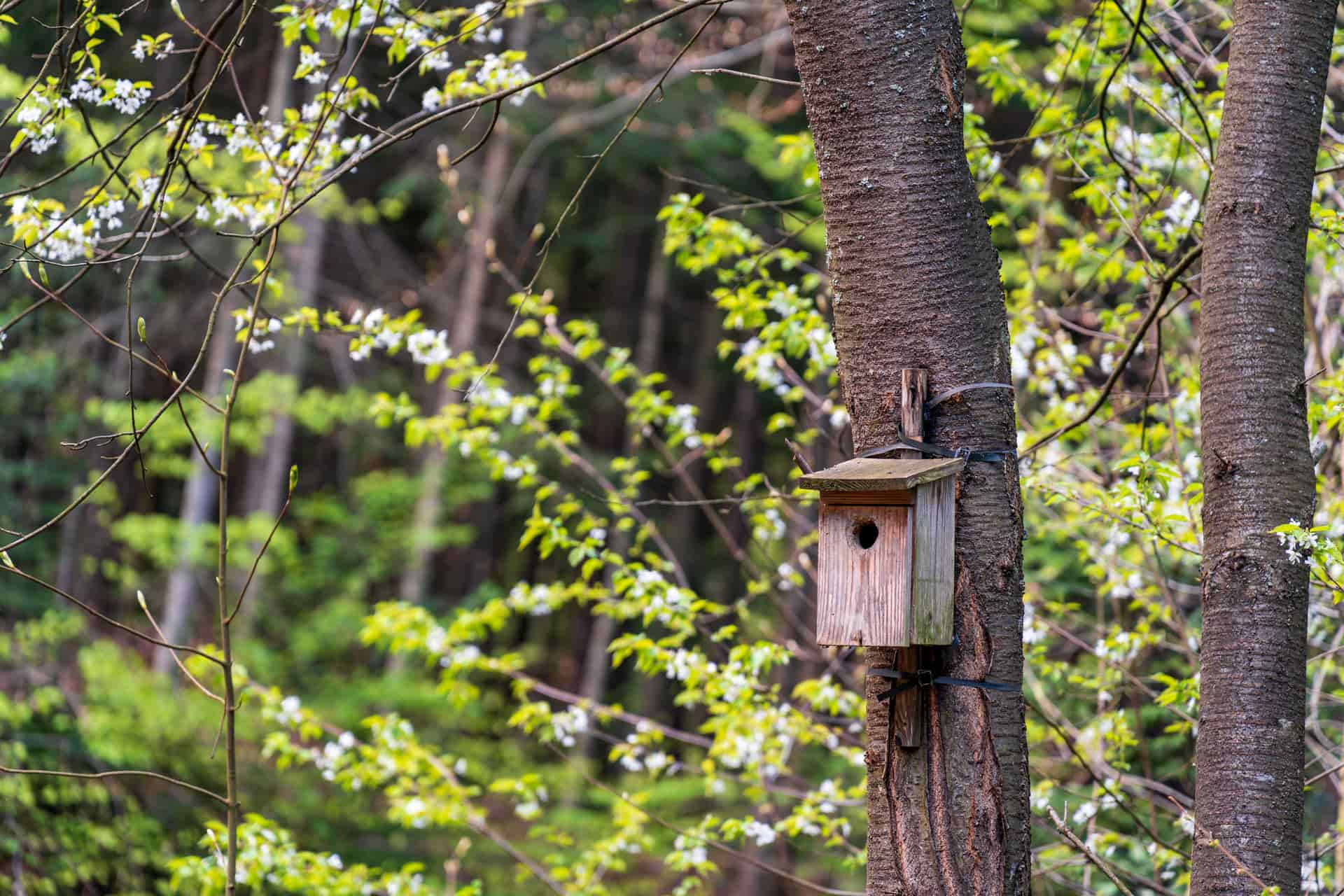 A wooden nest box mounted on a tree with bare spring branches behind it.