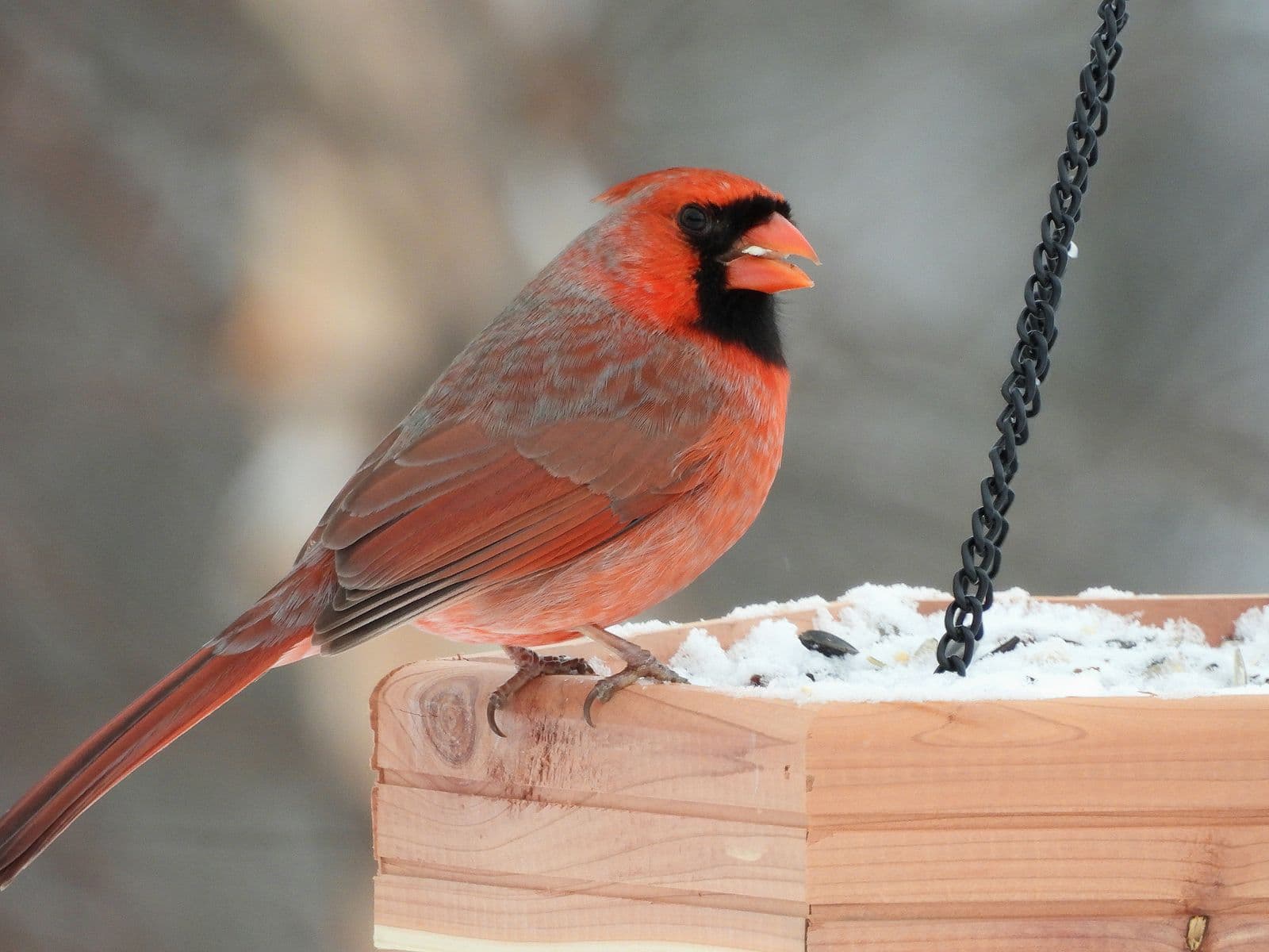 A male northern cardinal standing on the rim of a snow-dusted wooden tray feeder, a seed in its bill.
