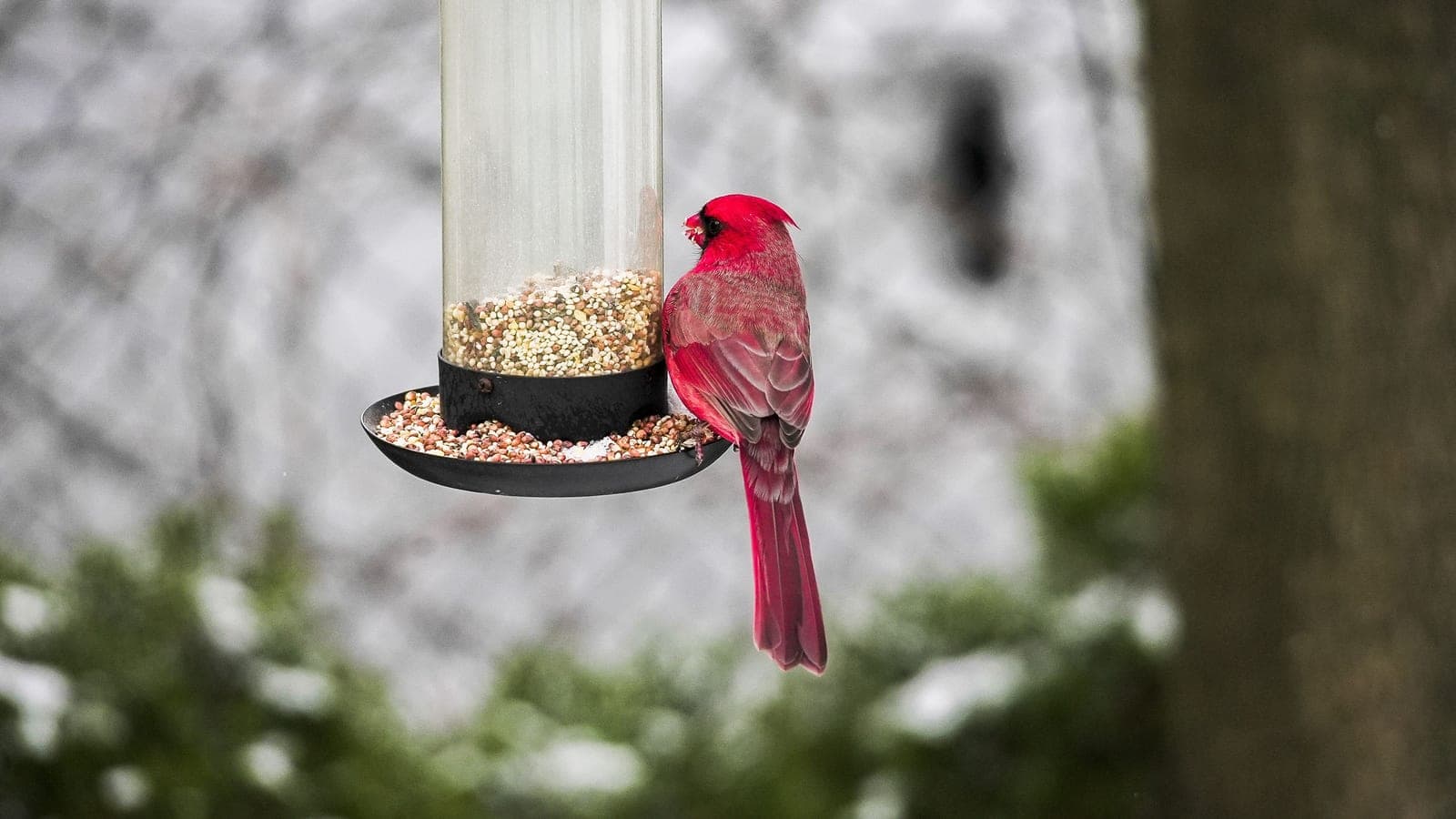 A male cardinal standing on the catch tray at the base of a tube feeder, with snow behind.