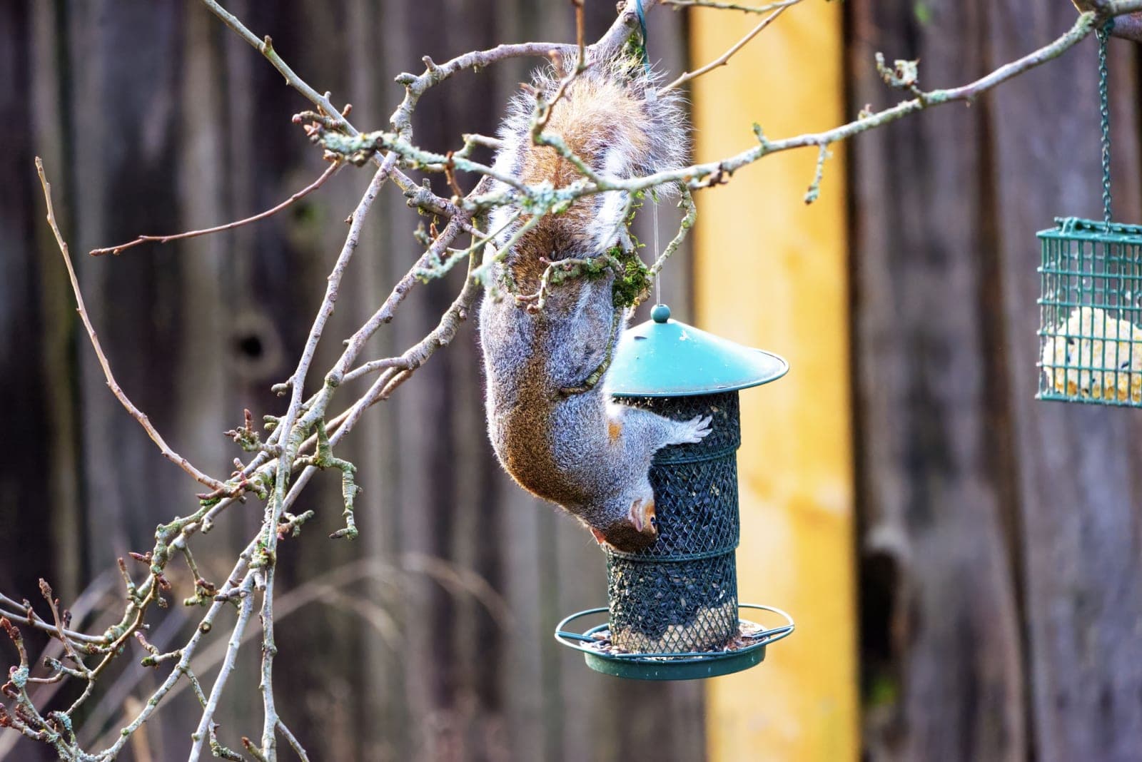 A gray squirrel hanging upside down from a branch to reach the ports of a mesh tube feeder.