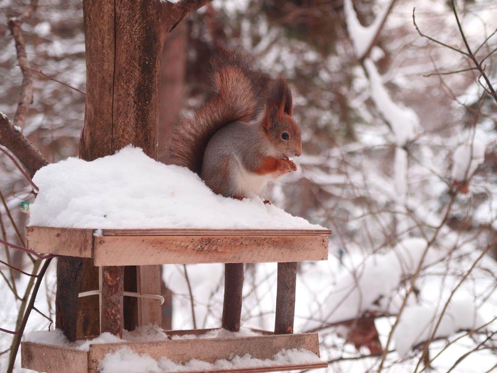 A gray squirrel reaching toward a hanging bird feeder in a winter yard.