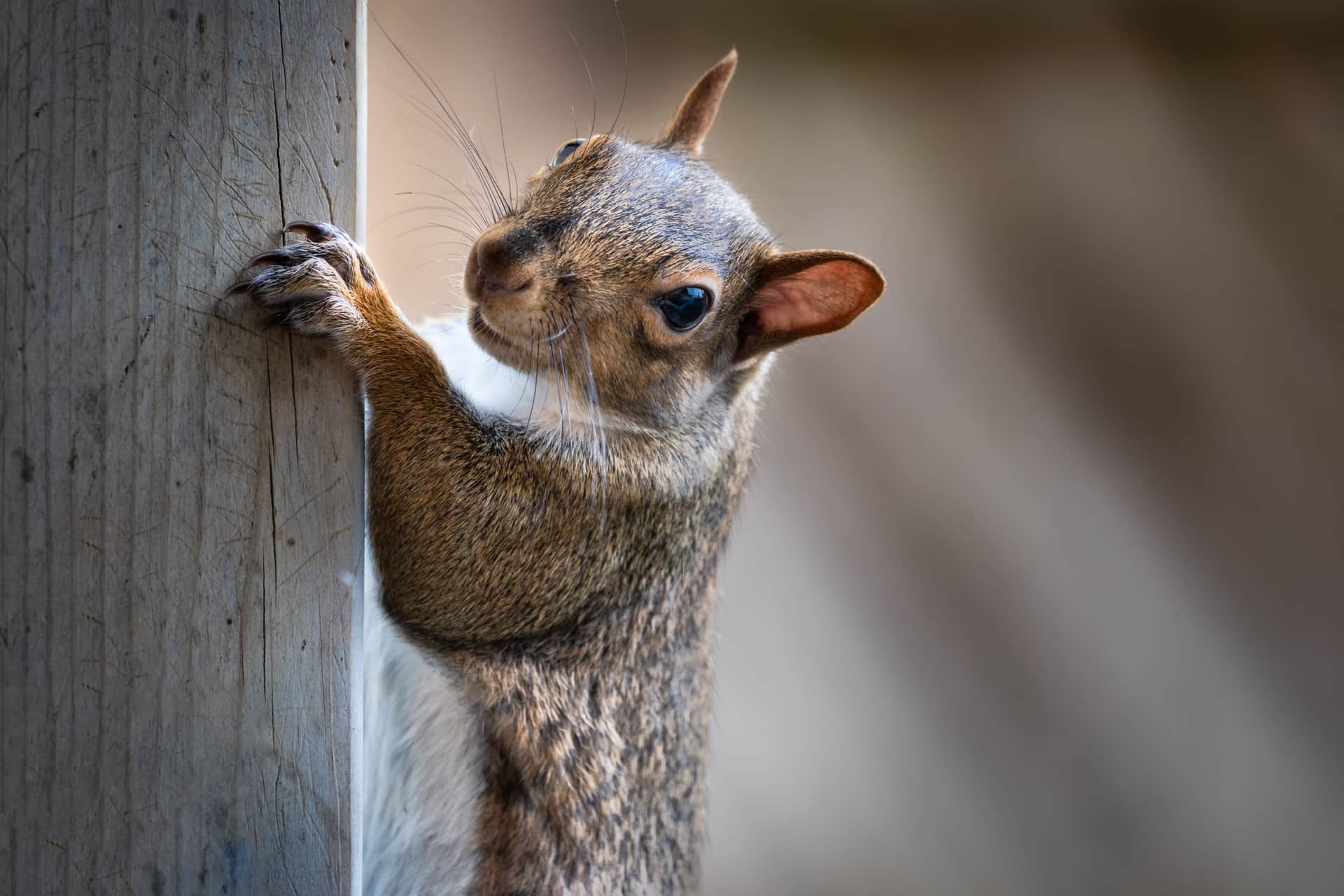 A gray squirrel climbing a metal pole in a snowy garden.