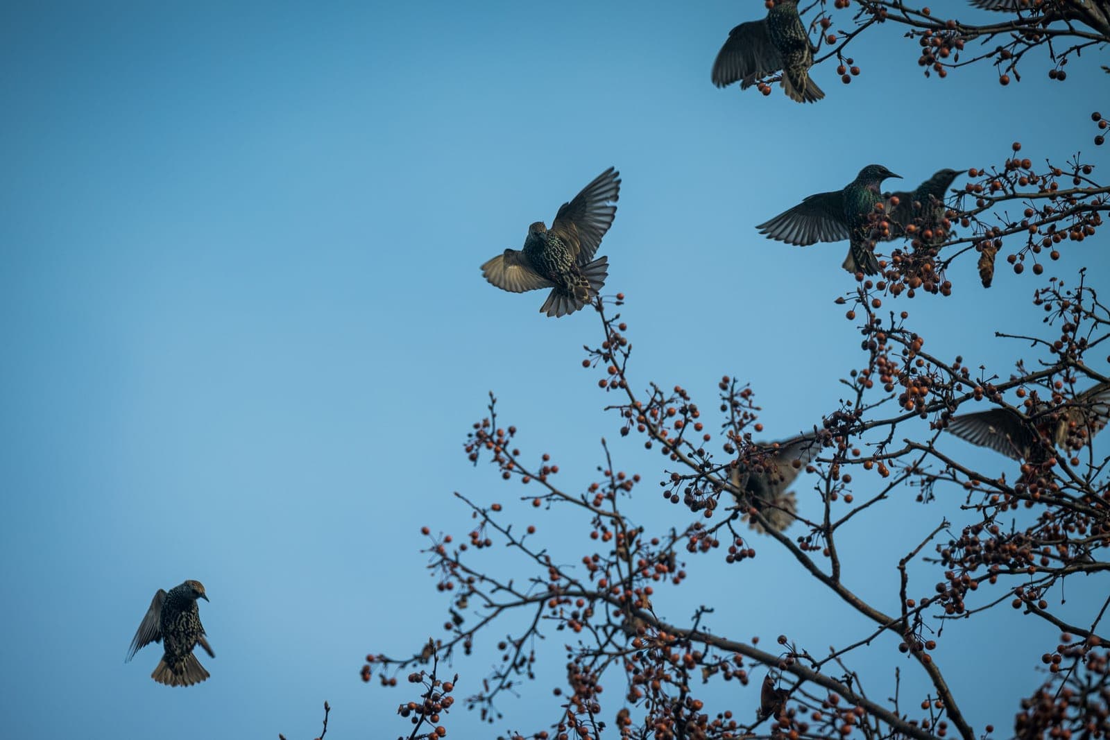 A flock of starlings crowded together on a bare branch in winter.