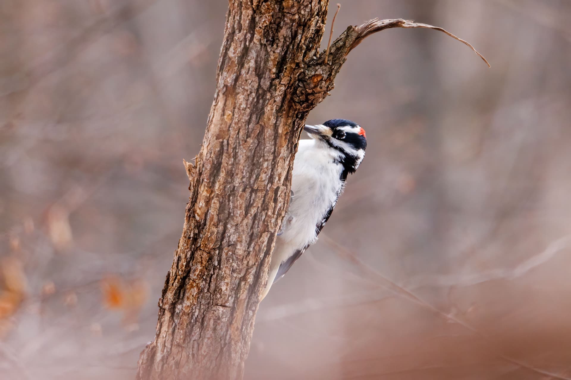 A downy woodpecker gripping the bark of a tree trunk in winter light.