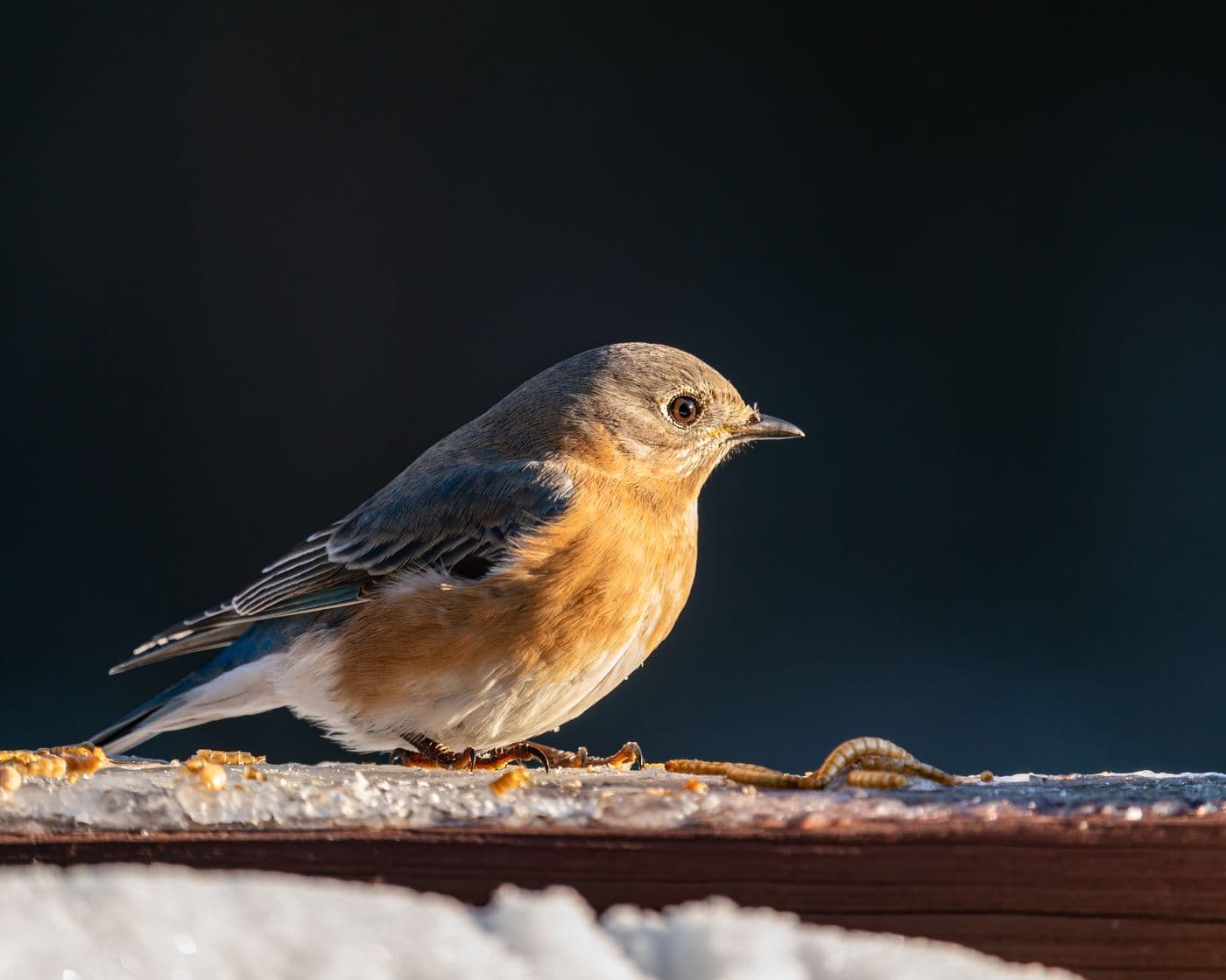 An eastern bluebird on a snowy ledge with food in its bill.