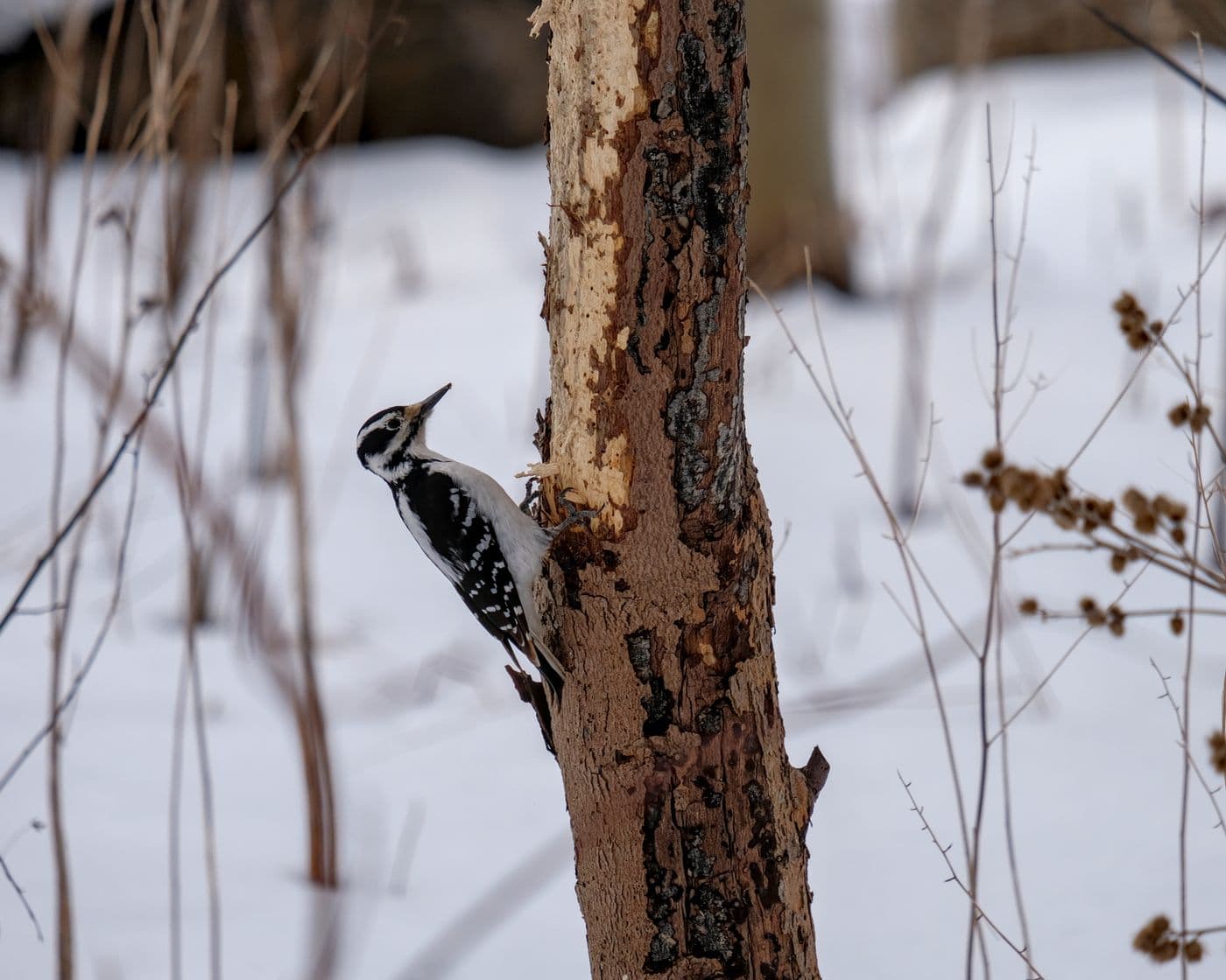 A hairy woodpecker braced against a tree trunk in falling snow.