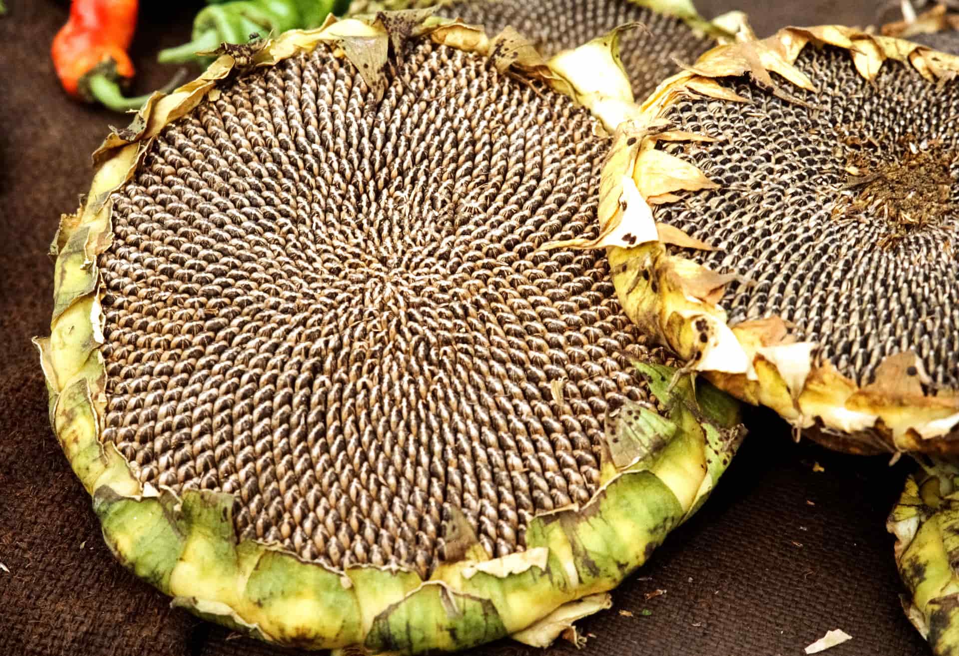 Black oil sunflower seeds spilled across a wooden surface, seen close up.