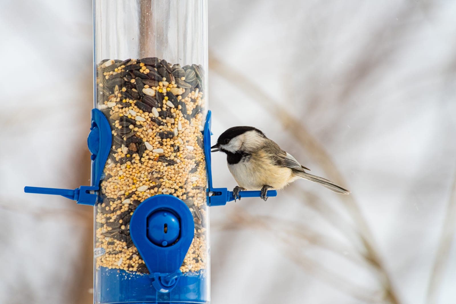A black-capped chickadee feeding at the port of a clear plastic tube feeder in falling snow.
