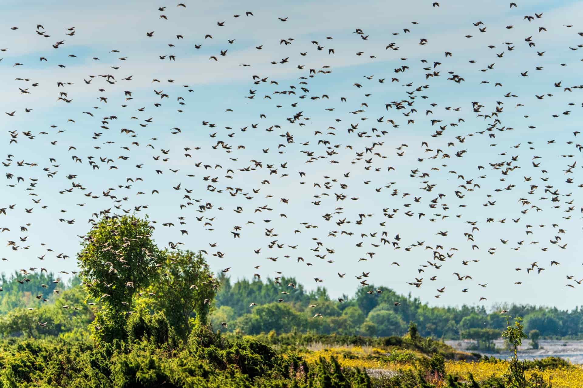 A flock of starlings crowded onto a garden feeder.